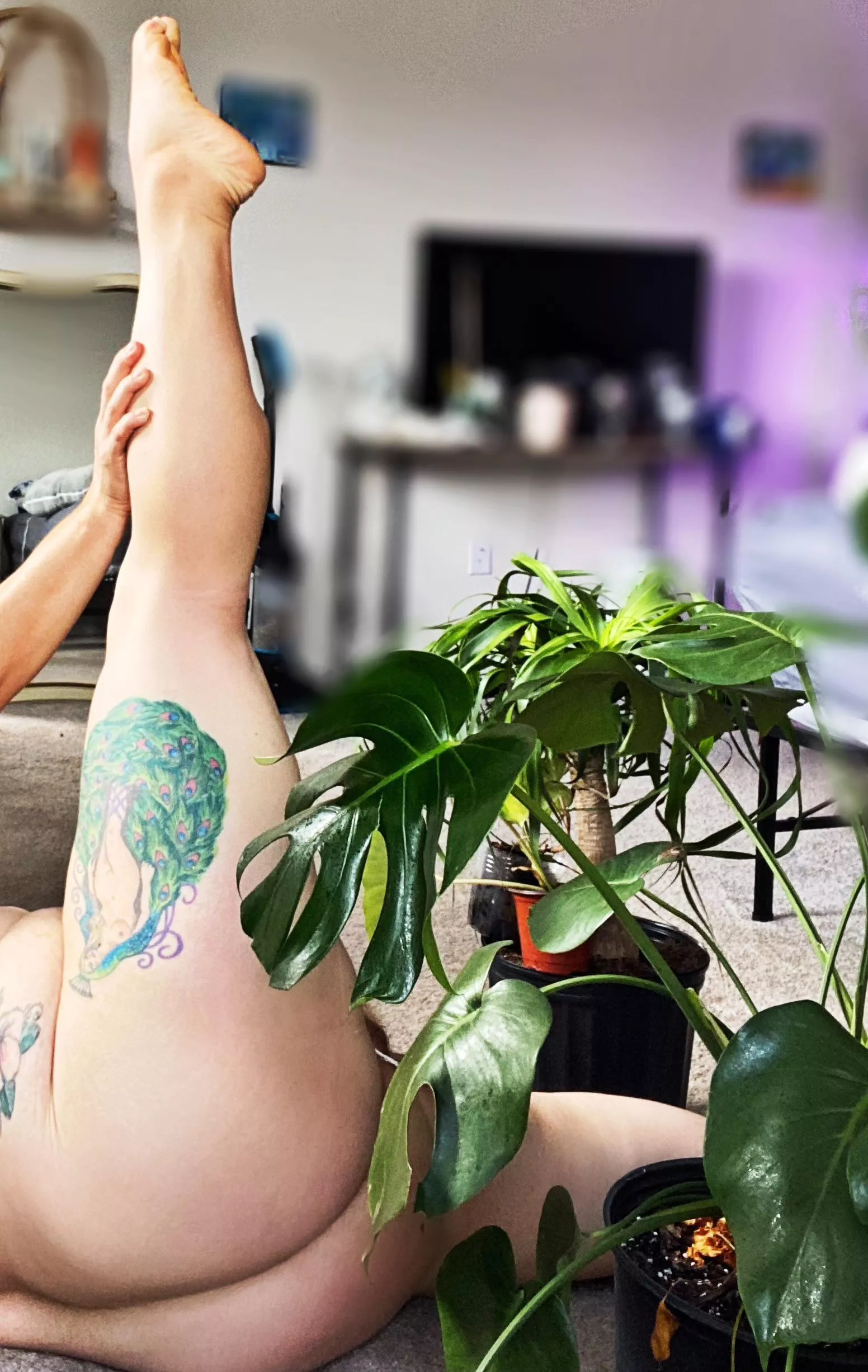 Legs and plant