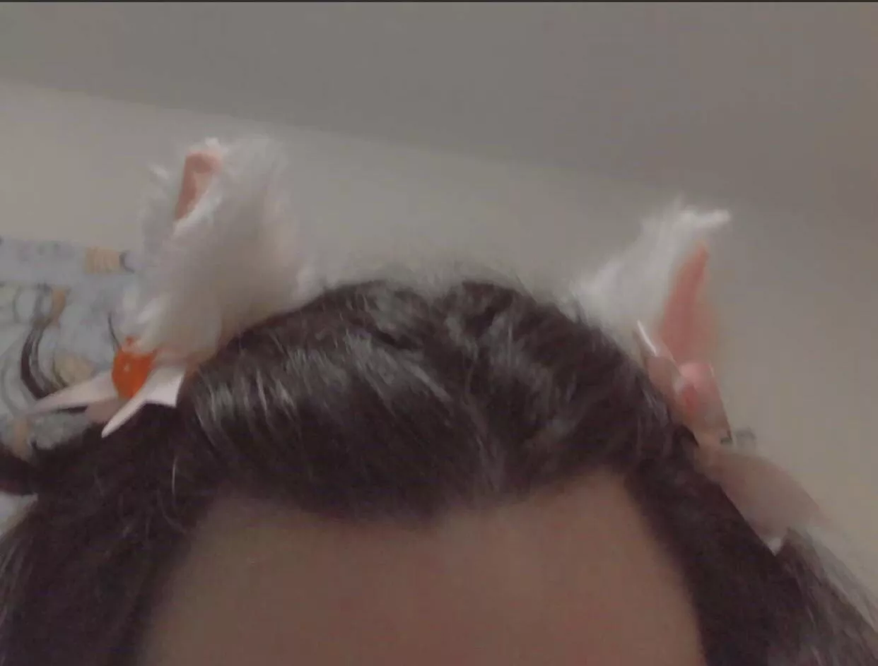 My new kitty ears hehe