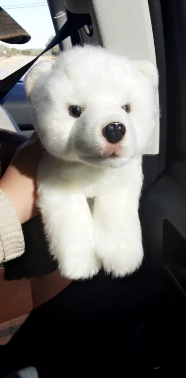 My new polar Bear cub Sugar🐻‍❄️