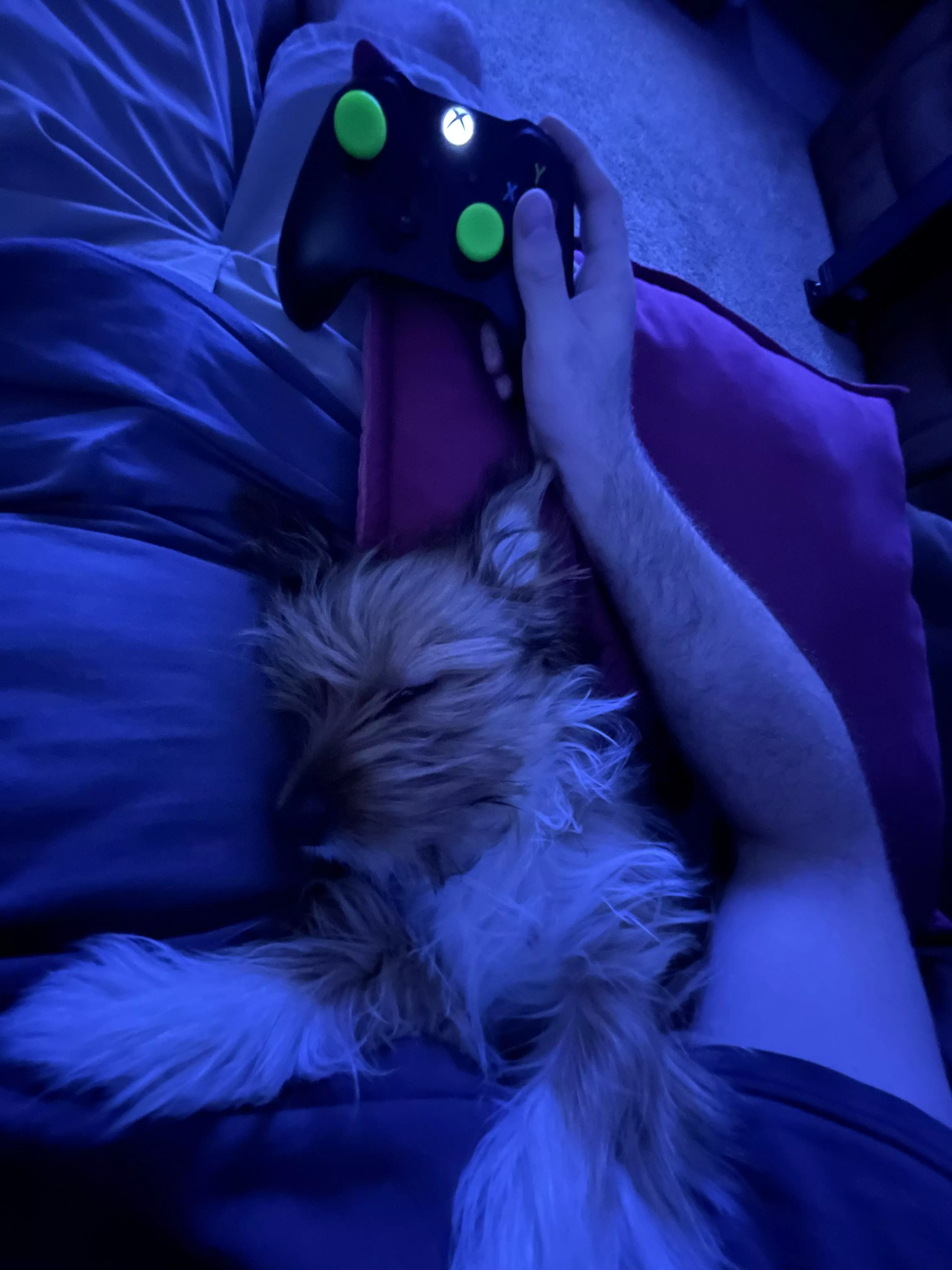 My Overwatch coach dozed off 😋🎮🐶