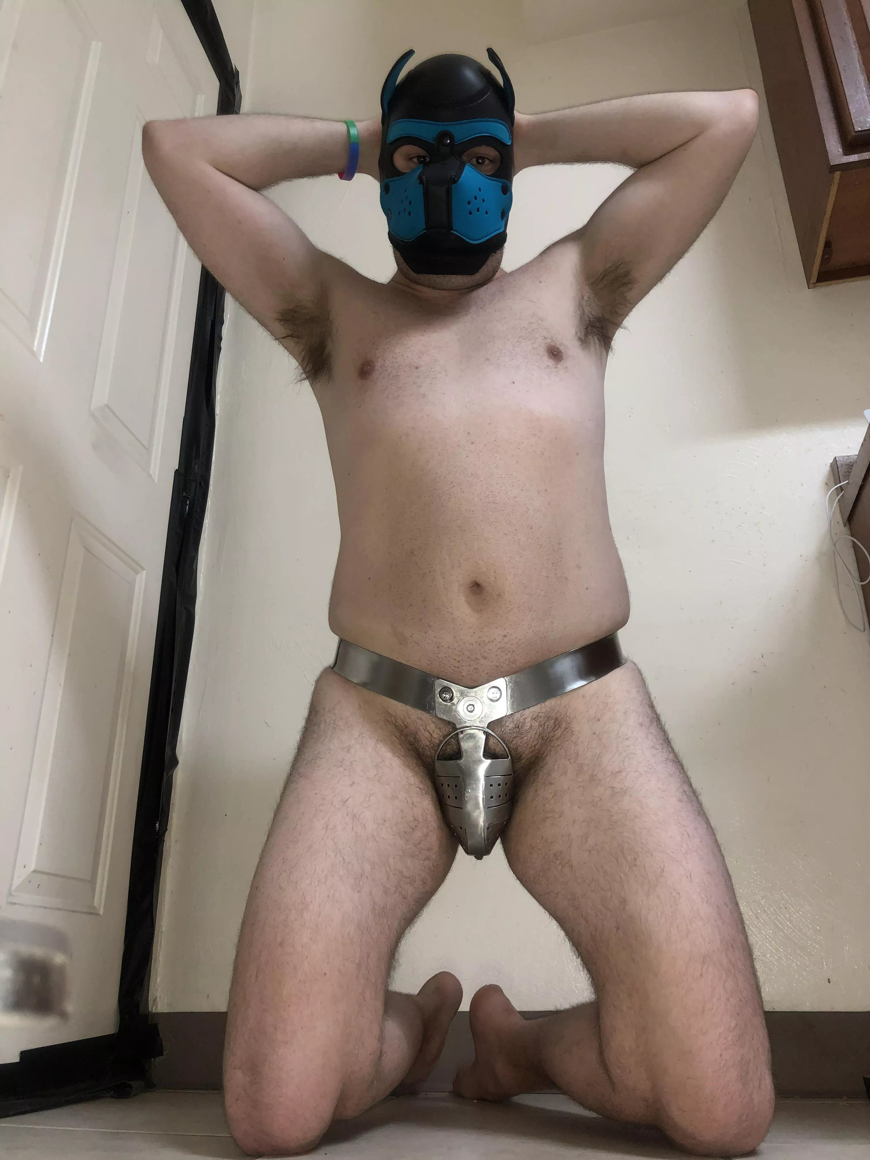 New for 2022! All models of Pup Starry now come factory installed with chastity! Guaranteed to be an obedient & waggy pup or your money back!