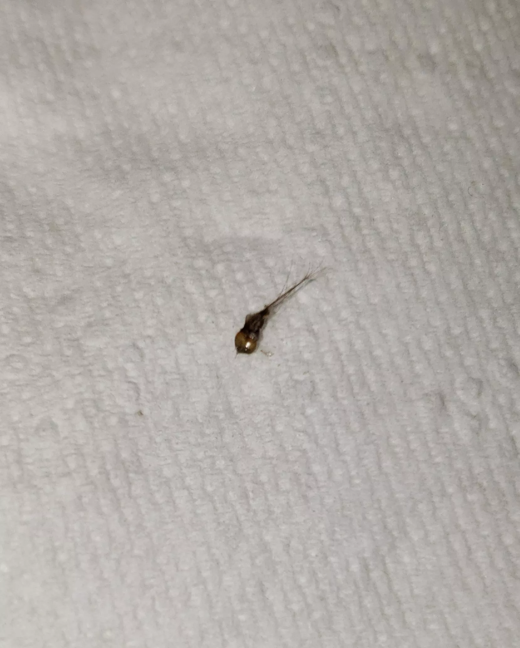 Popped this little bugger out of my side. So many little hairs coming out of it