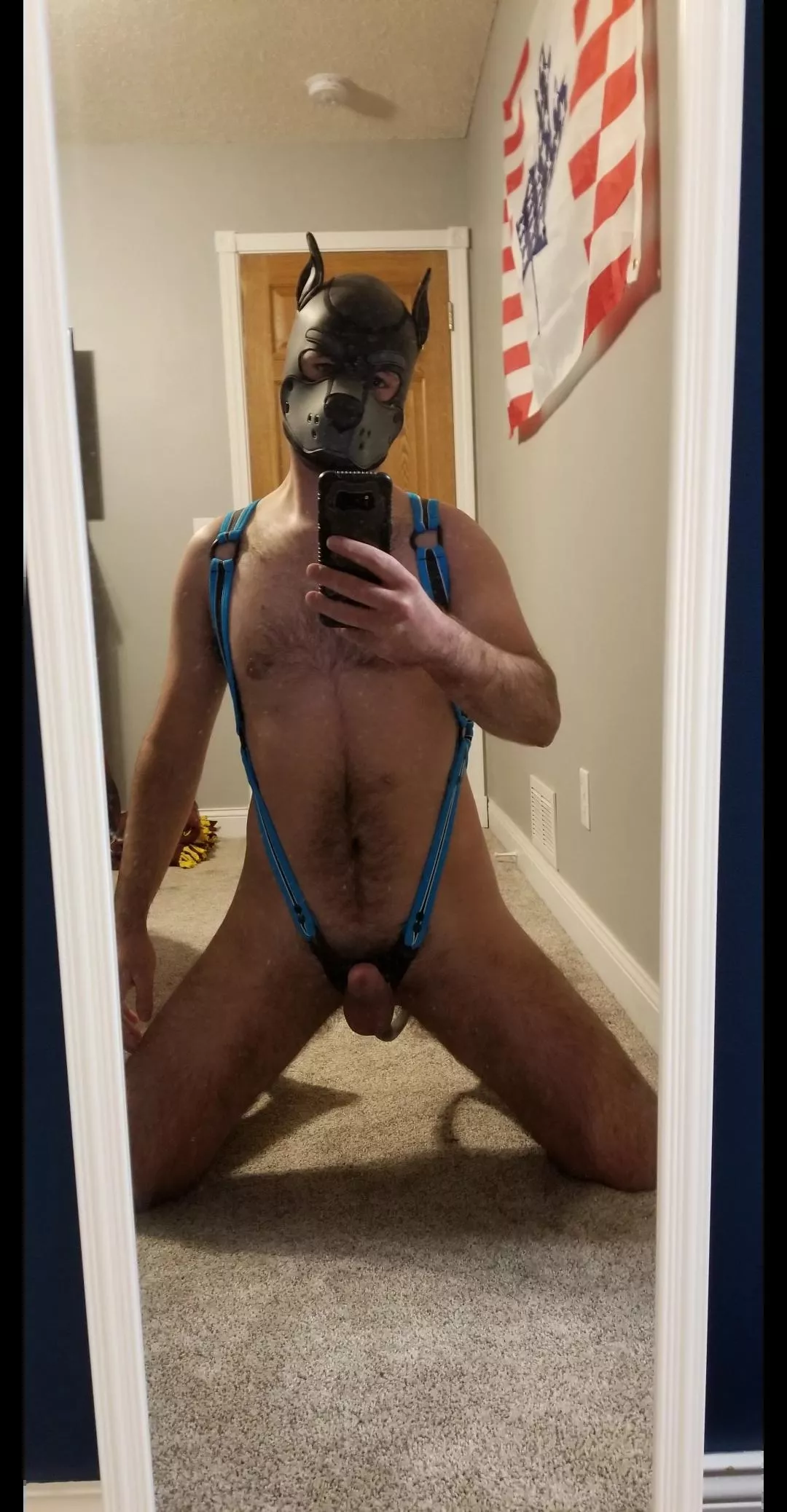 pup got a new harness