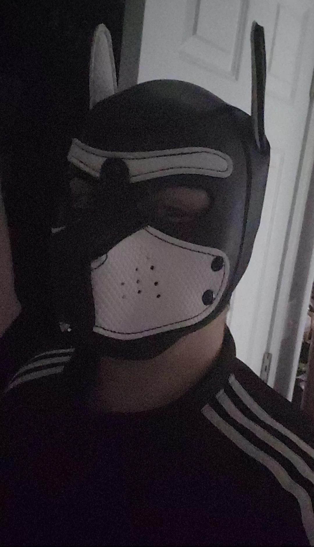 pup in adidas 🐾🐕 awroooooo!