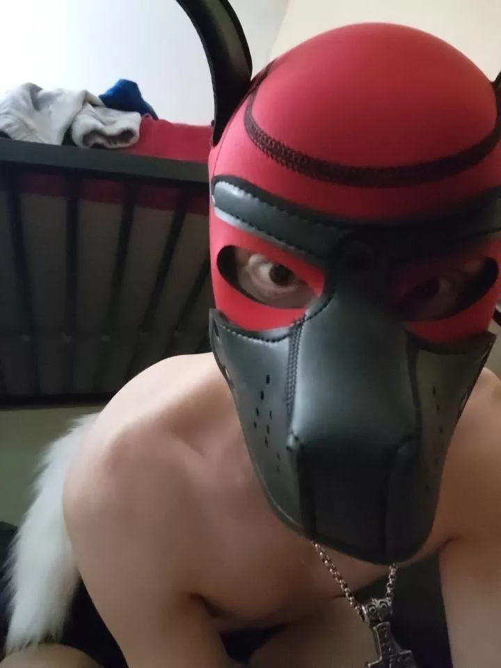 Pup unowned