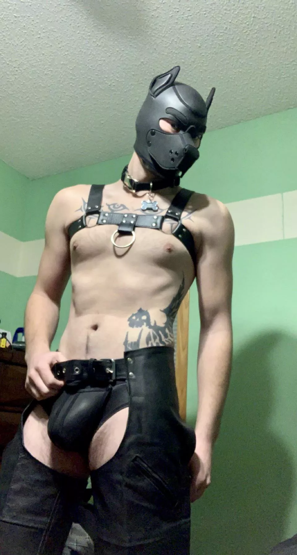 Puppy in chaps? Yes!