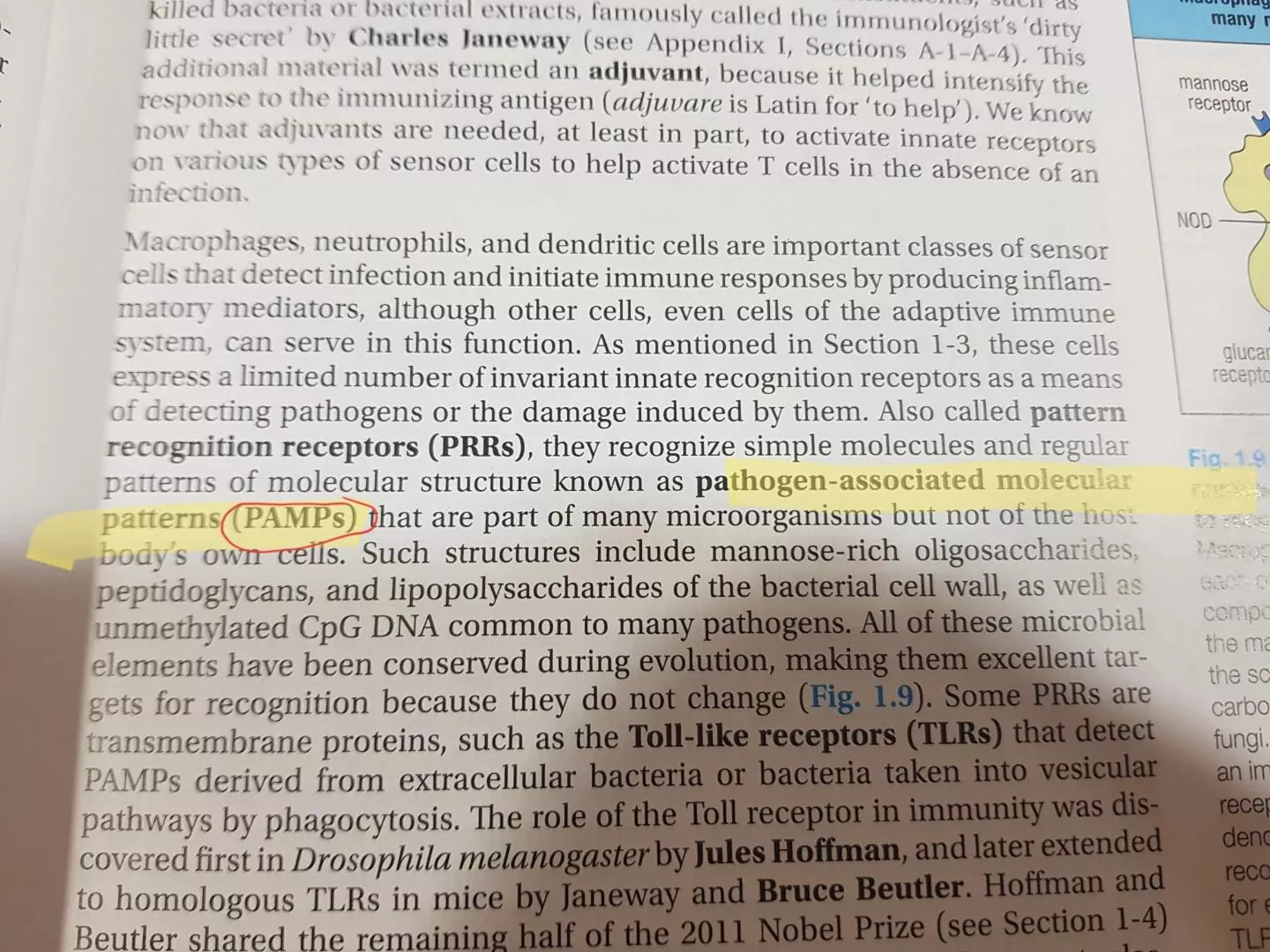 studying immunology always gets me