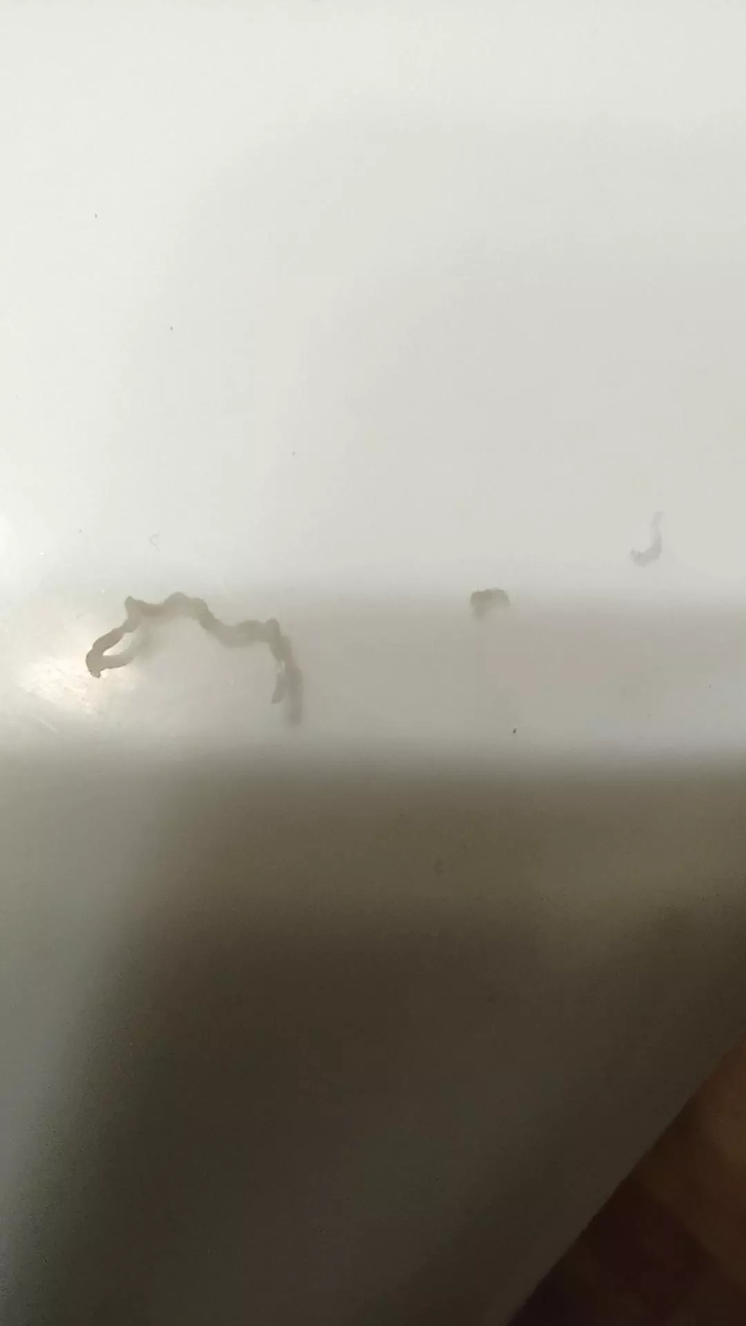 The black head that has been in my nose for about a year in the half (sorry for the bad camera quality)