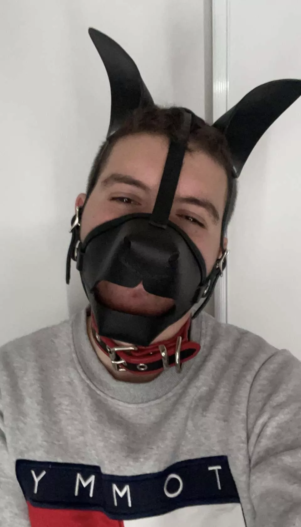 This dog got collared by daddy-o