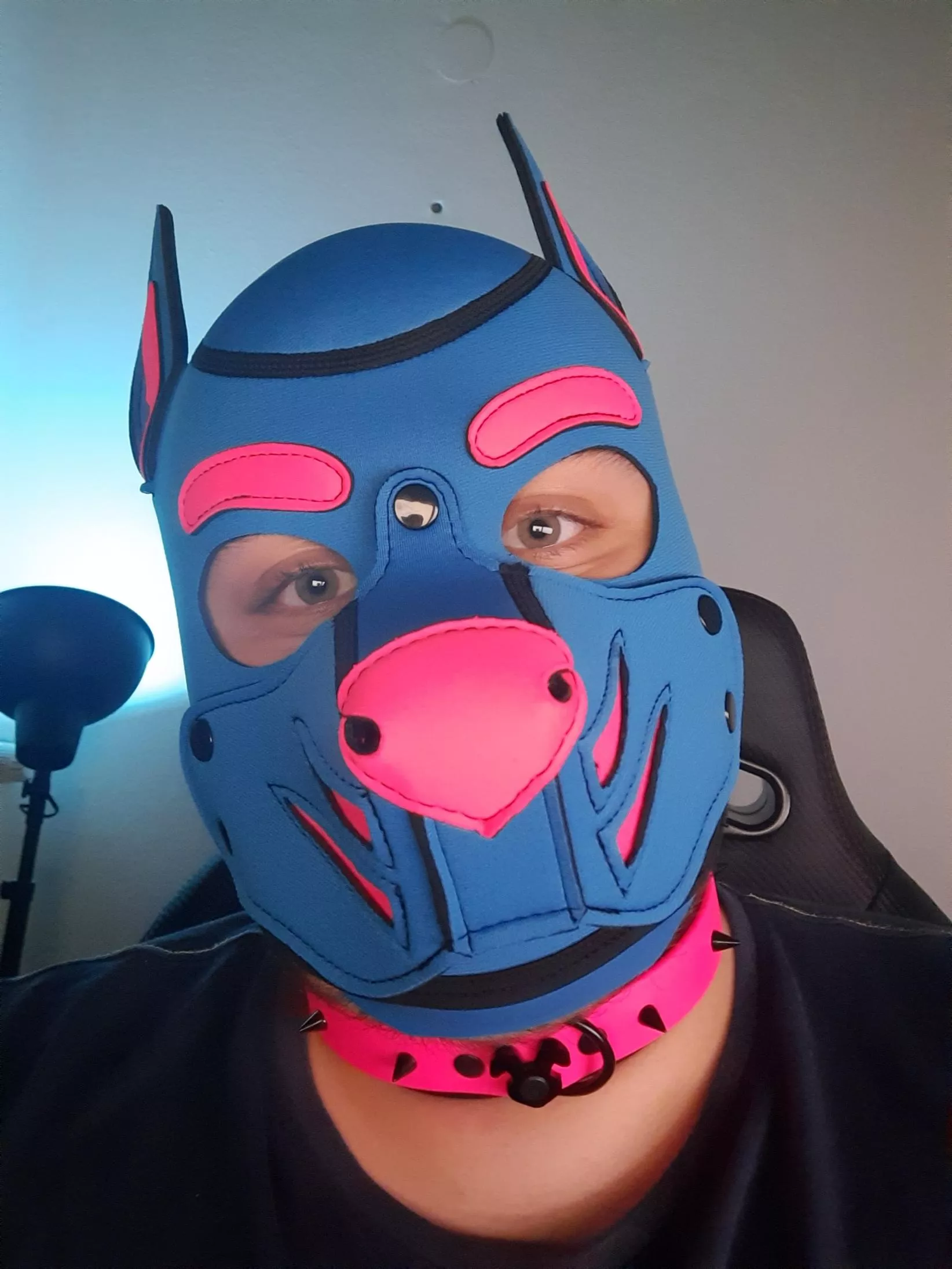 This pup got a collar - Wanna give it a tug?