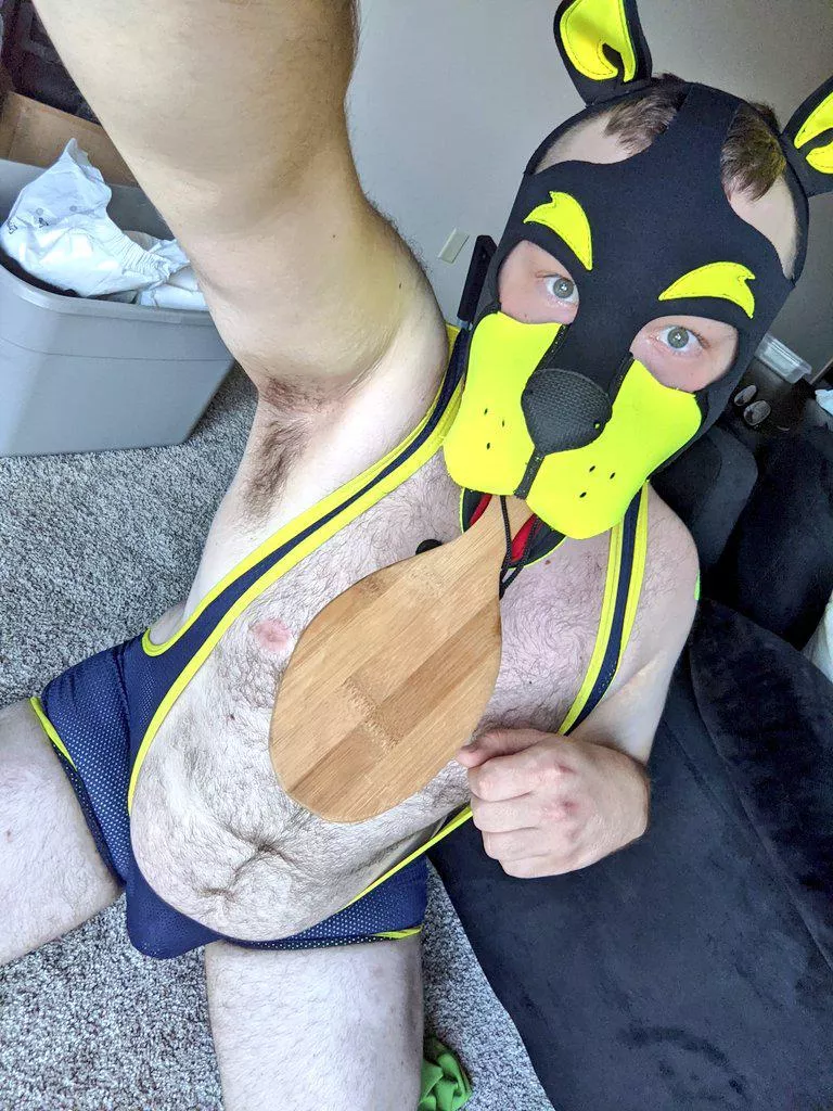 Any alphas wanna give this puppy a spanking? :3 *Gives you paddle*