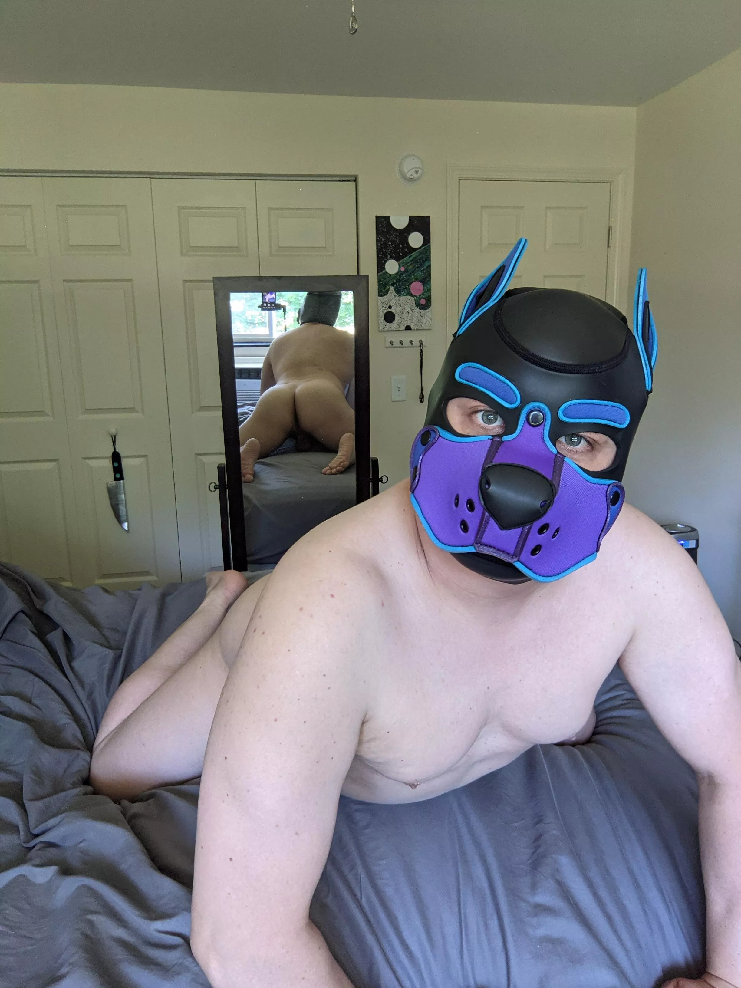 Any pups want crotch nuzzles?