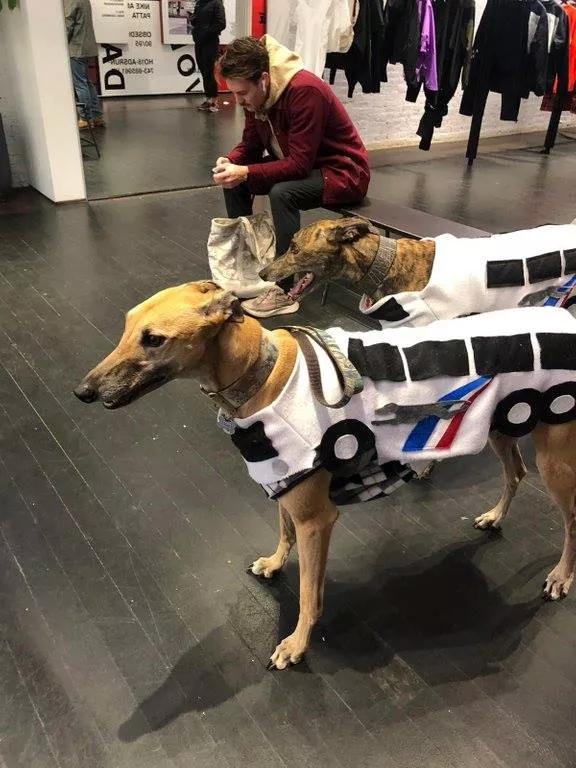 Anyone call for a Greyhound?