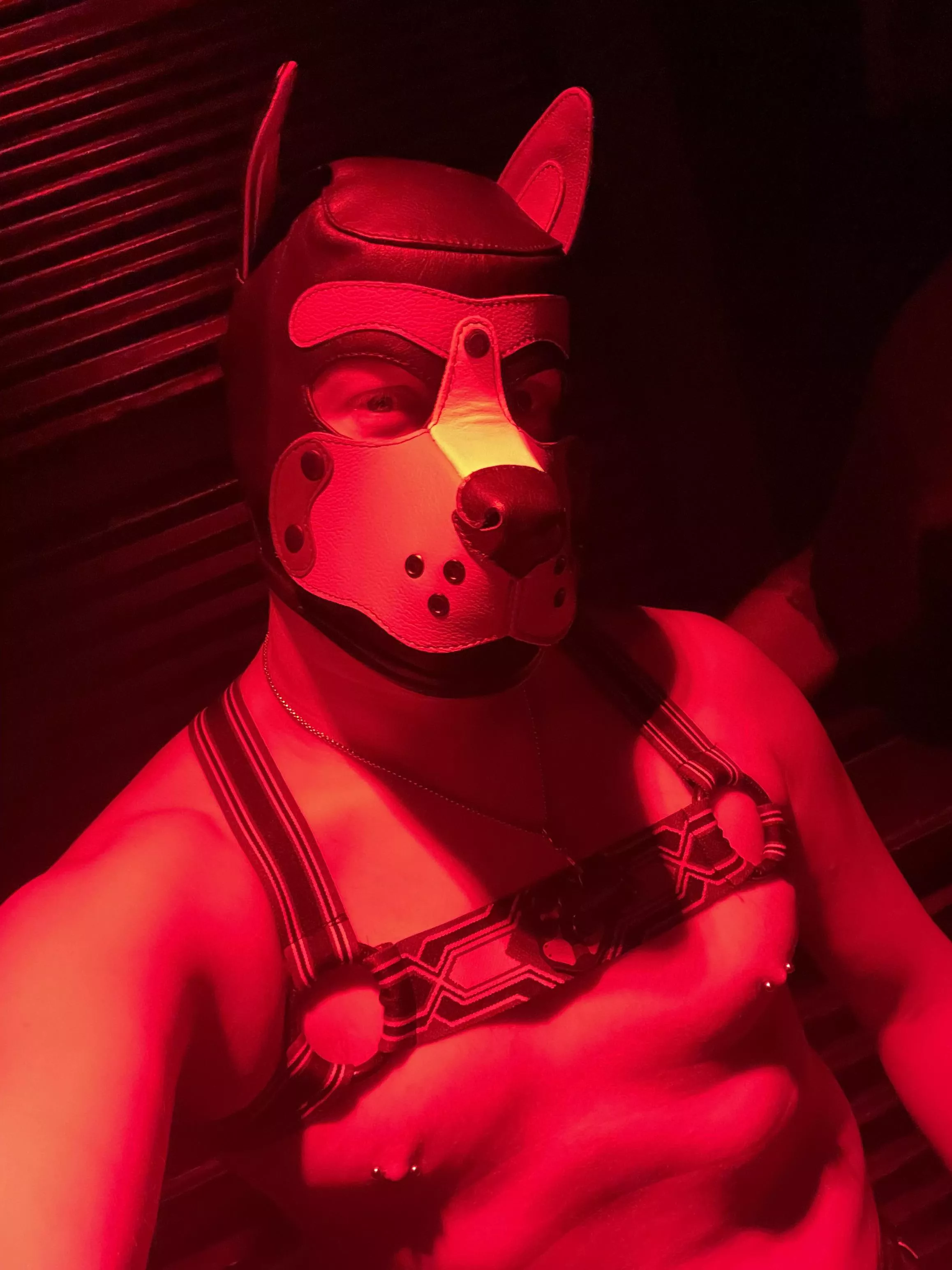 Arf pups! Took a break but back with a new handle. Pics from my first night out in my hood. ðŸ¶