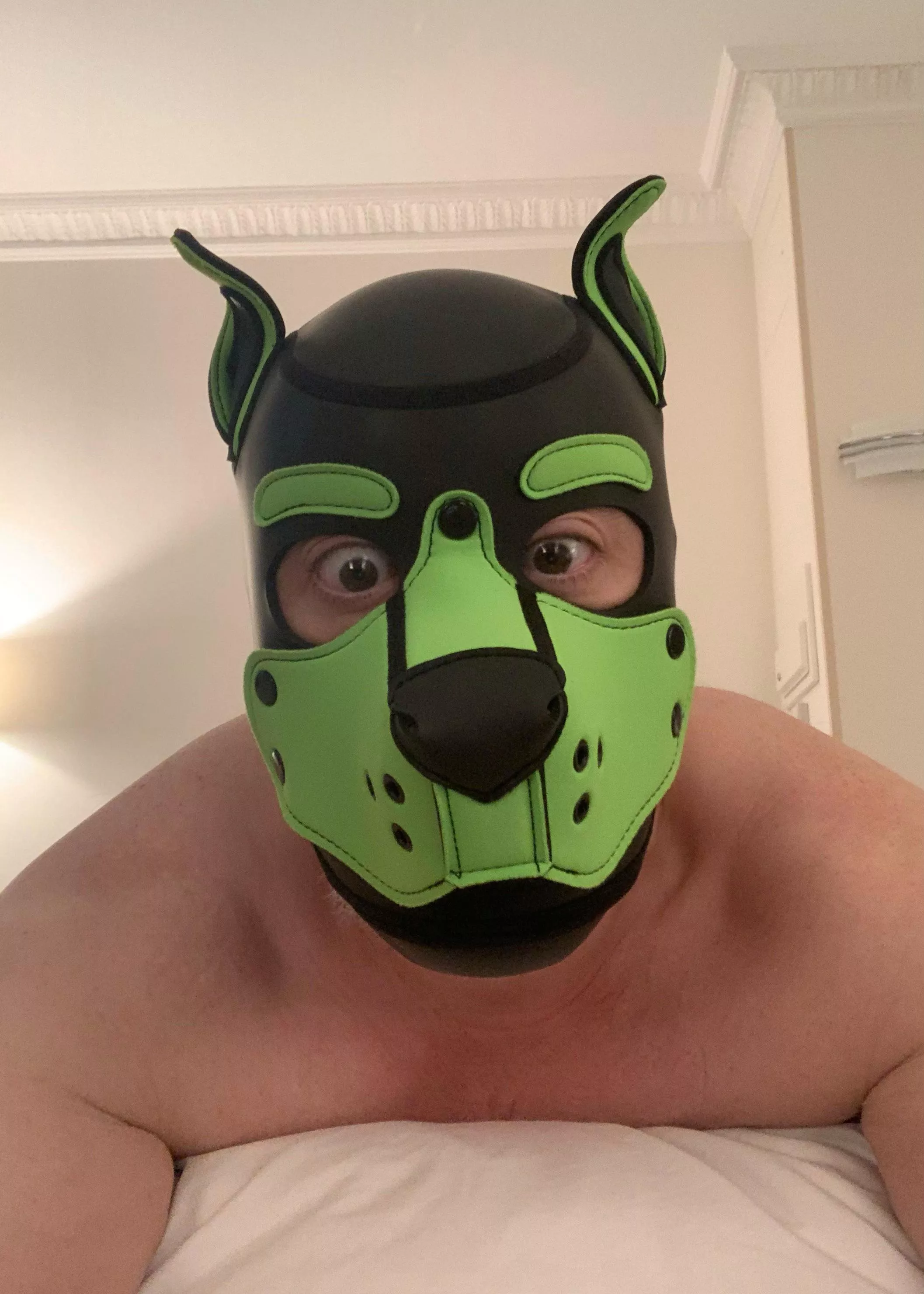 Big *Wruff* ! Newish UK pup, probably will have bumped into some of you on other platforms… *Woof*