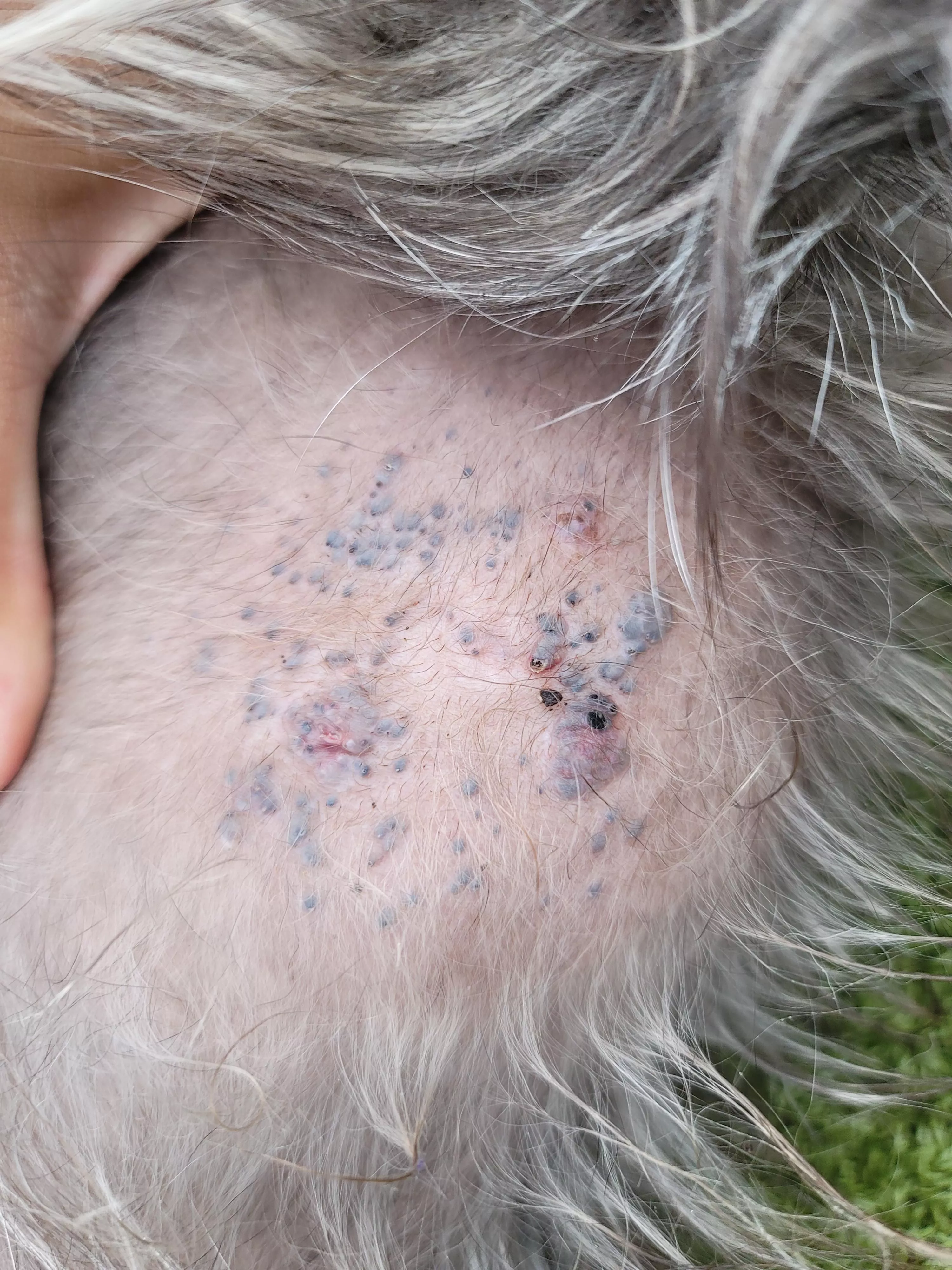 Blackhead Gold Mine on a dog's tummy