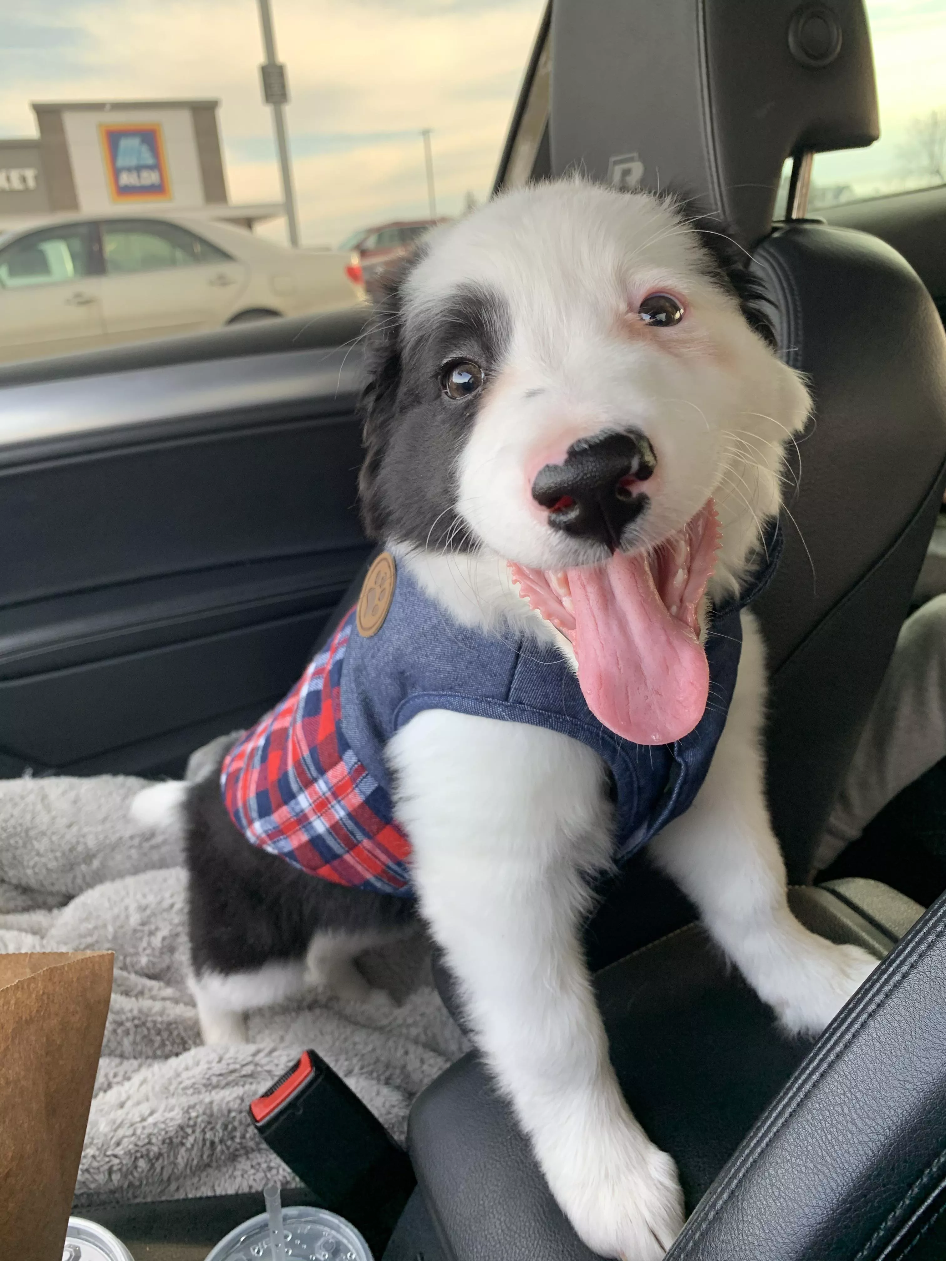 Border collie