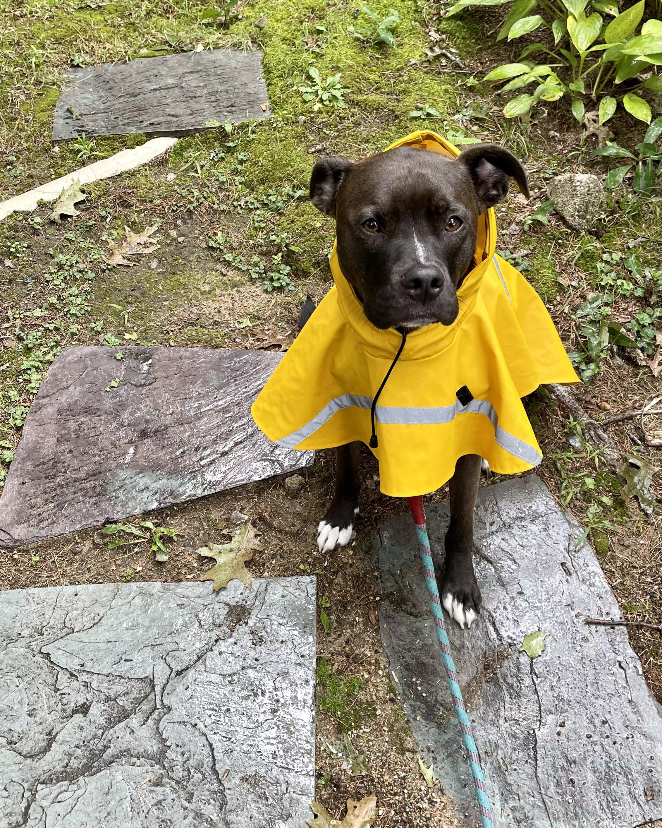 California dog now in New England, all ready for a Norâ€™easter!