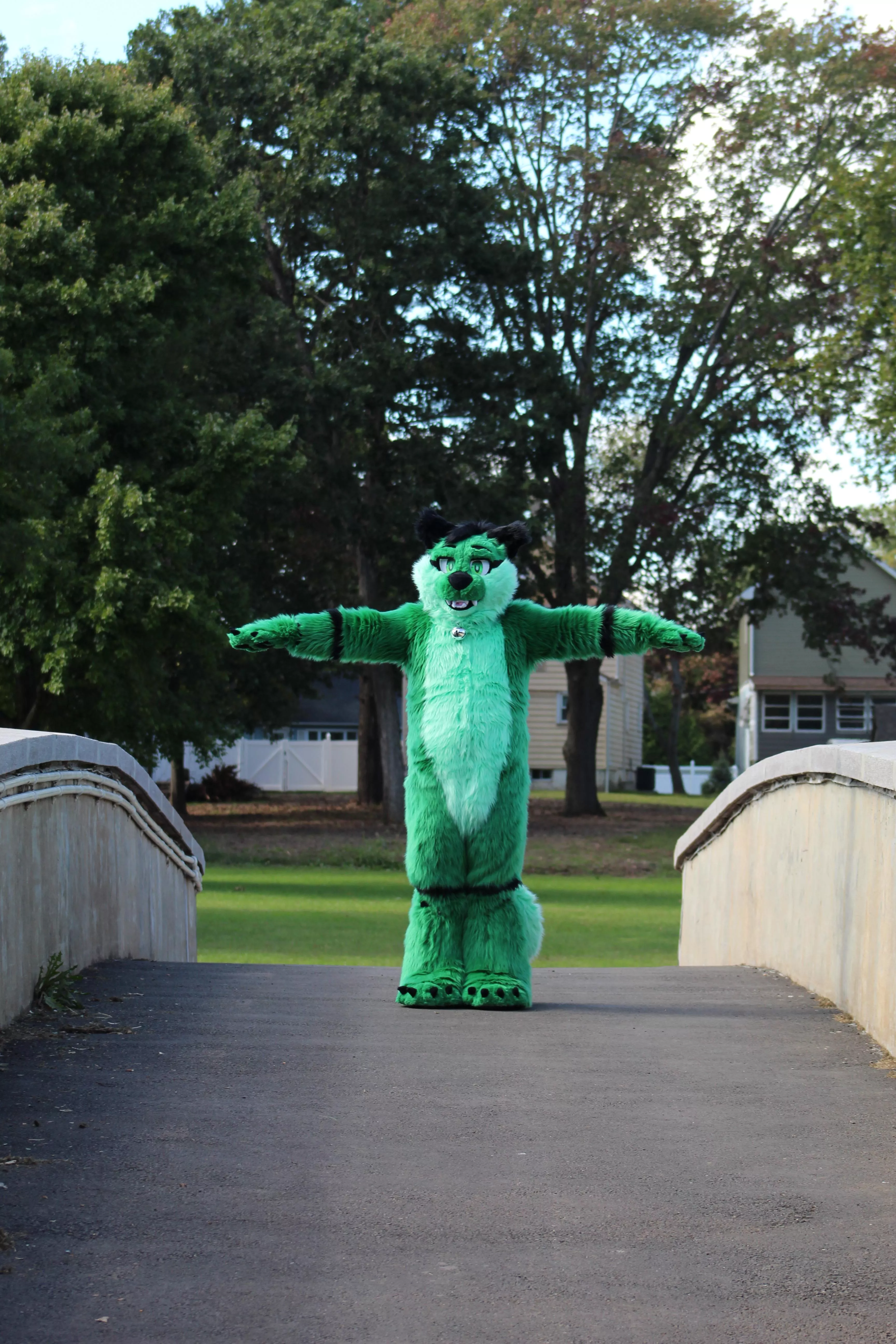 Cat blocks the path! What do you do?