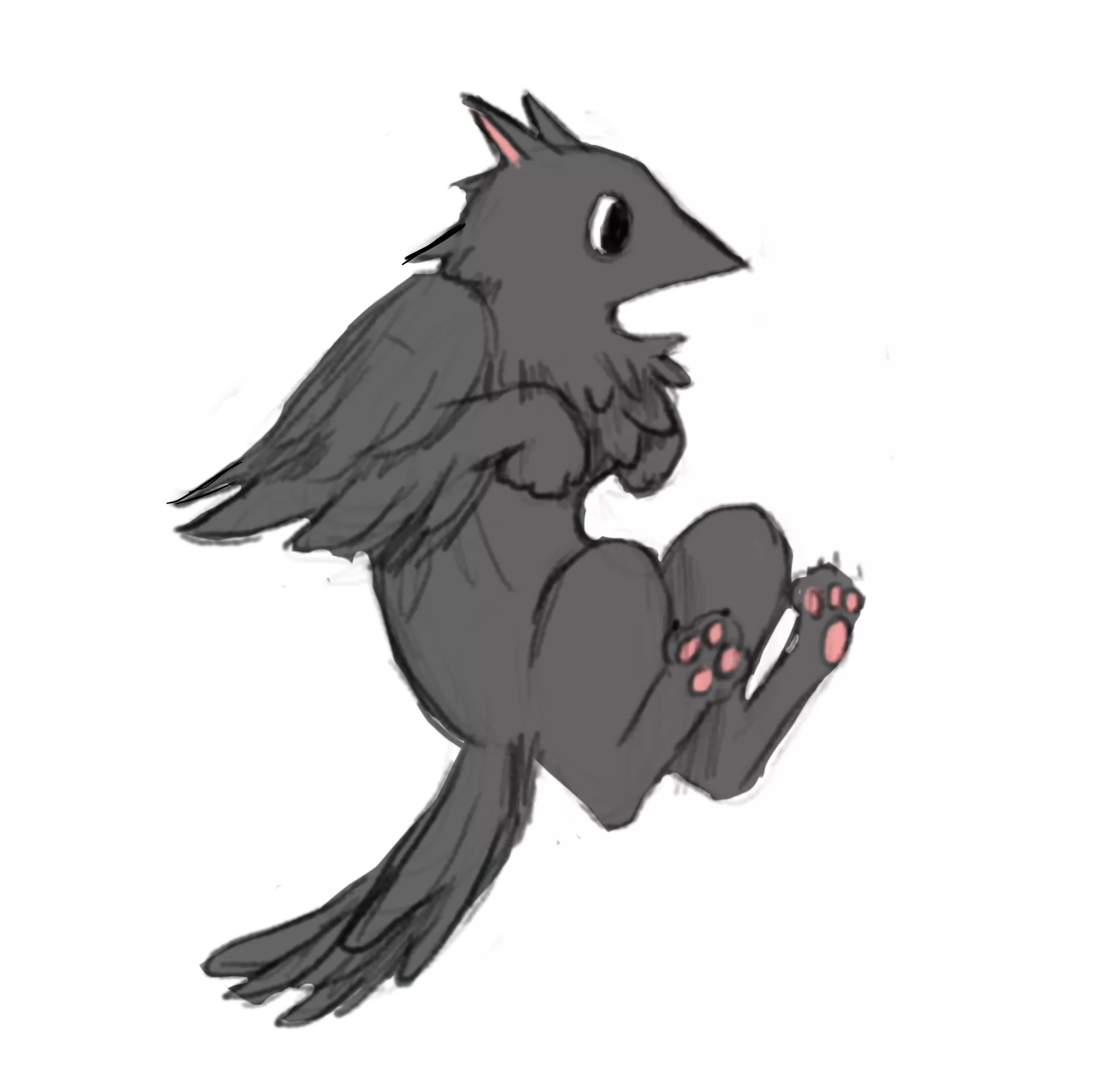 Cat crow hybrid sketch