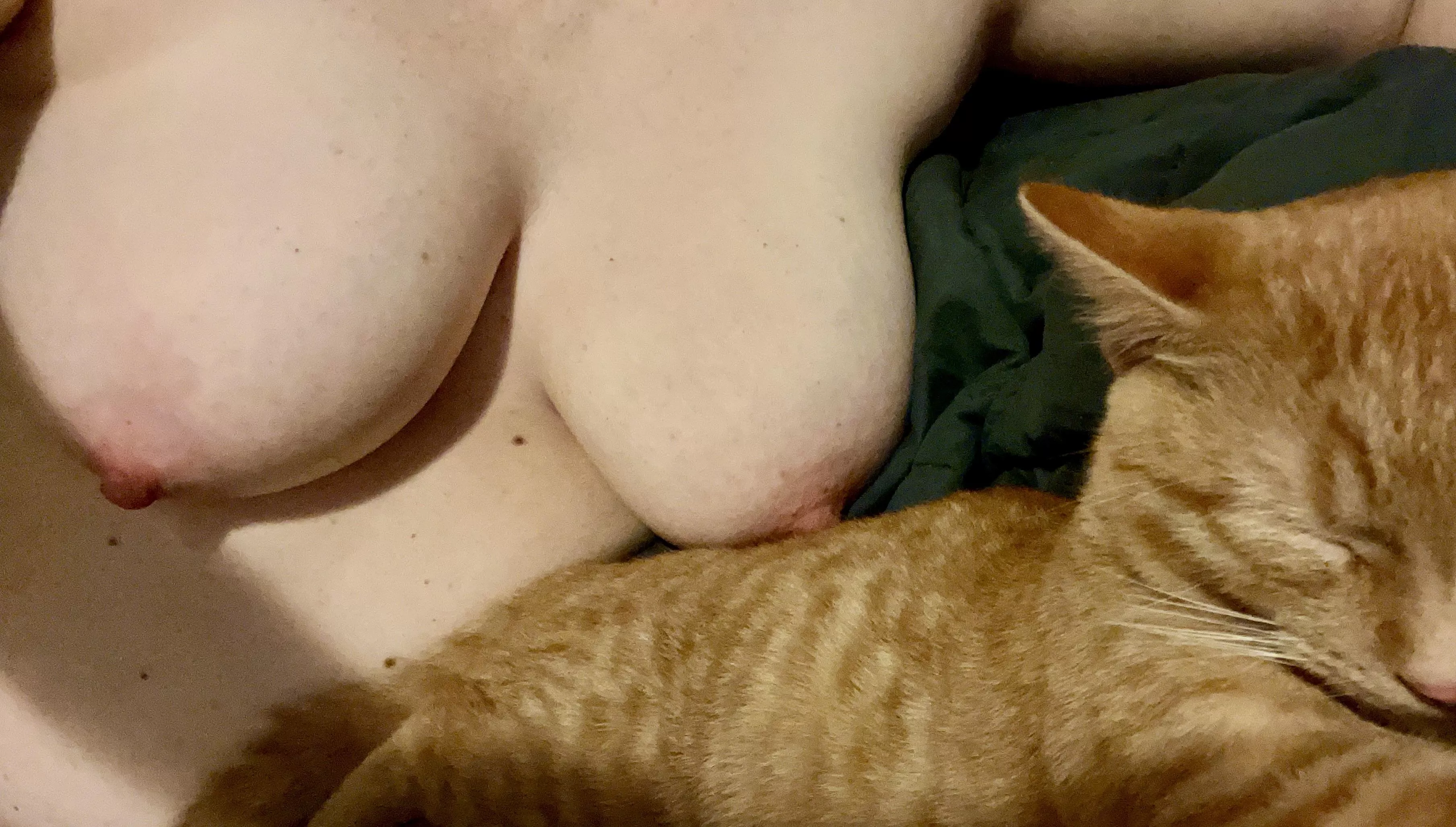 Choose your fighter: titties or kitty?