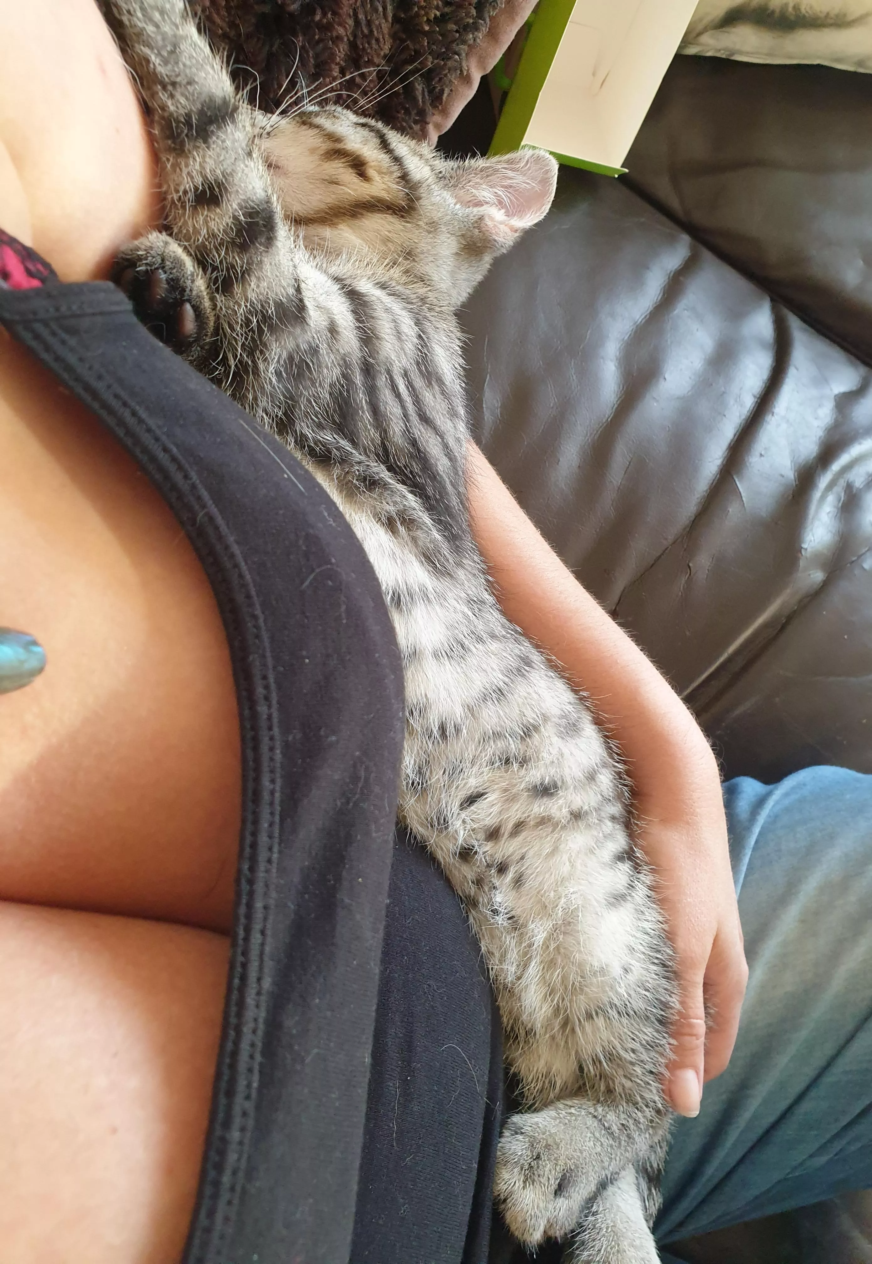 Comfy kitten and cleavage. Lil Lukie seems like he's happy there!