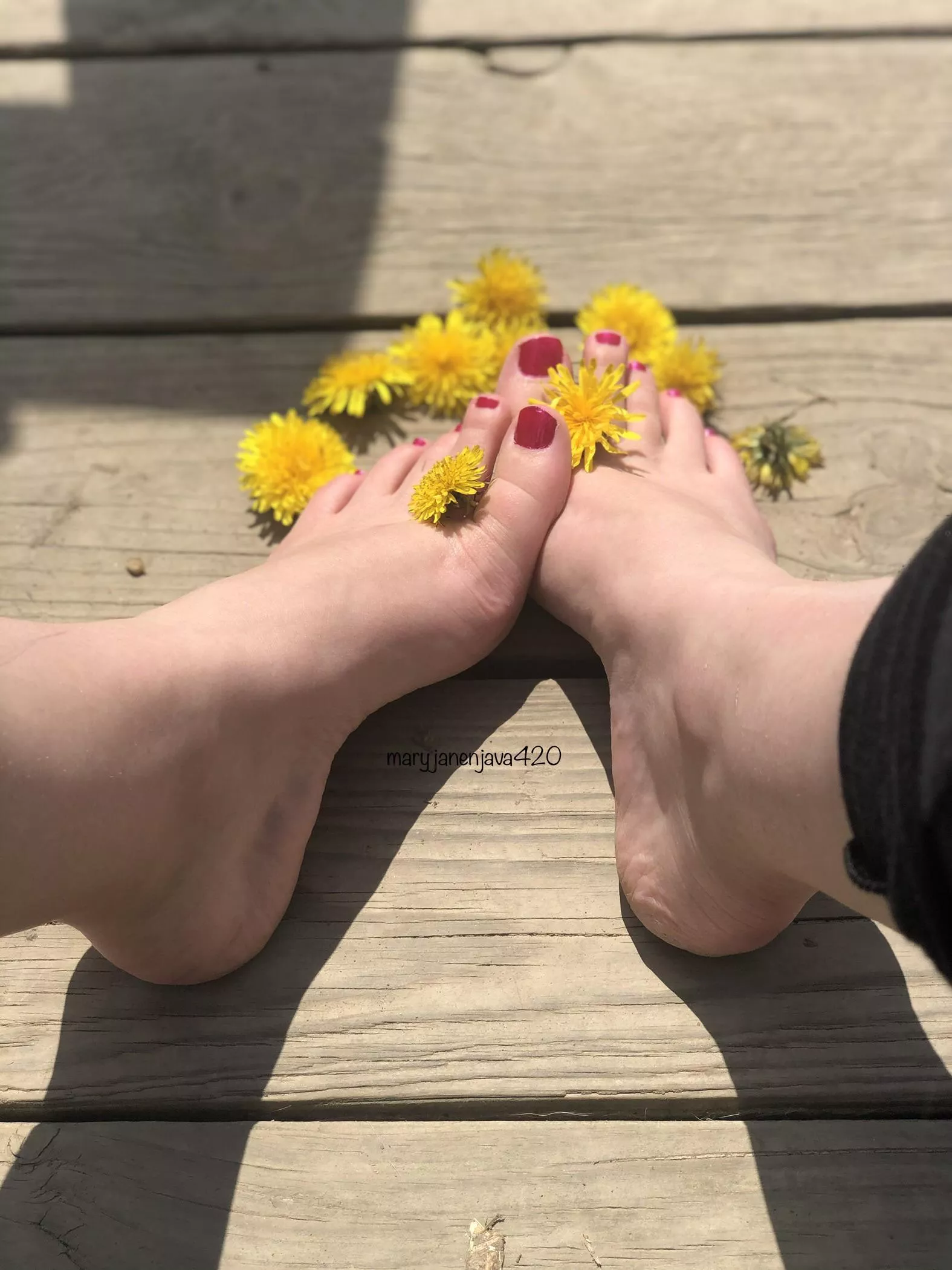 Couldn’t resist. Making salve out of these dandelions, but thought I’d have a photo shoot with them first 💛