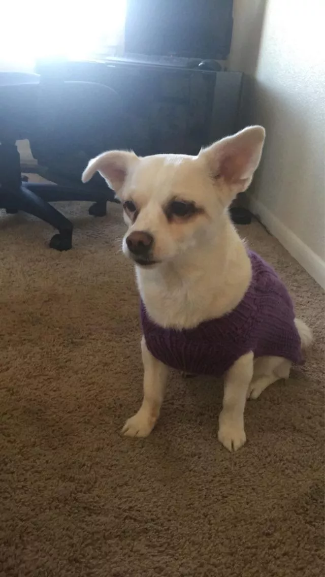 Daisy in her new sweater