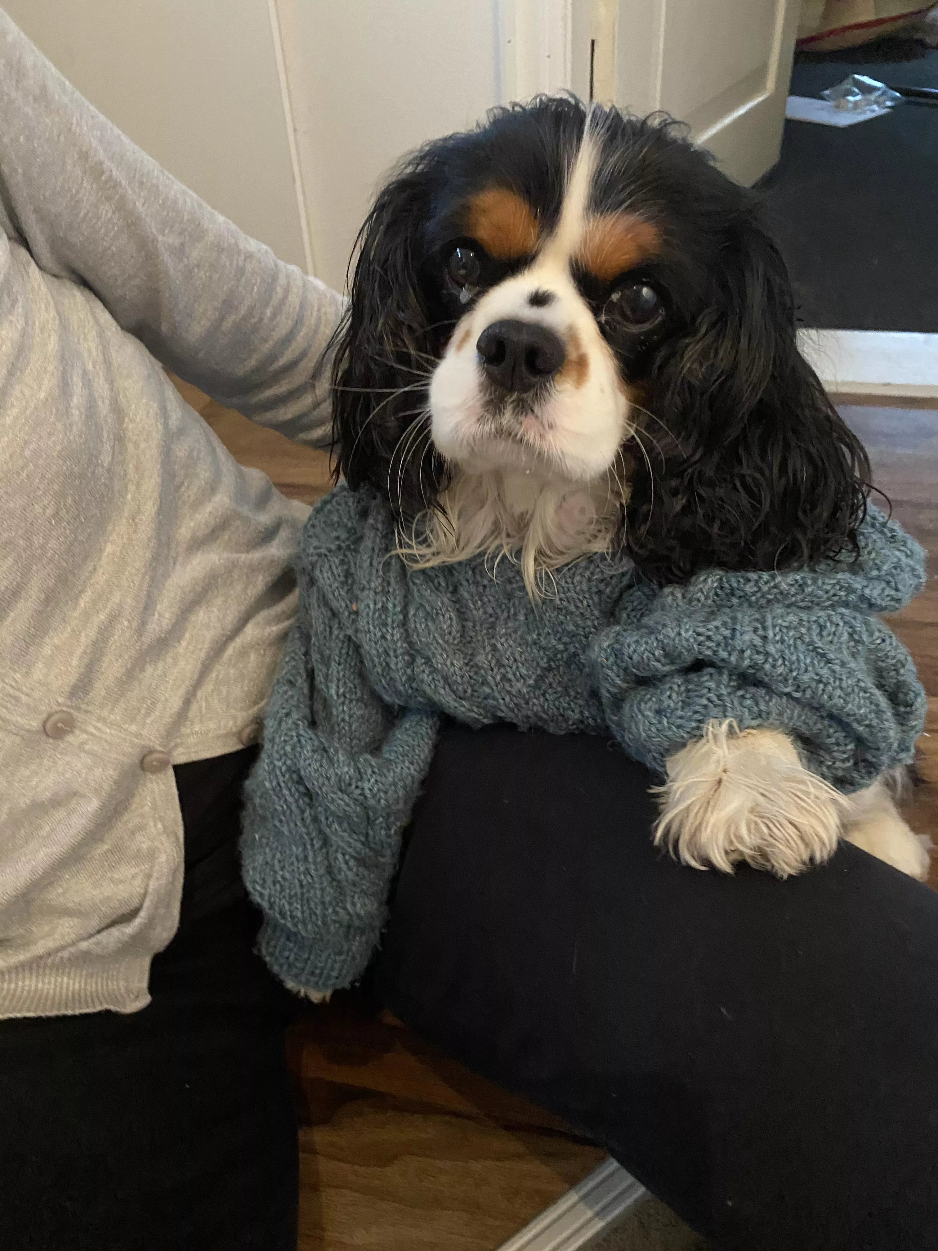 Doggo in a stylish sweater