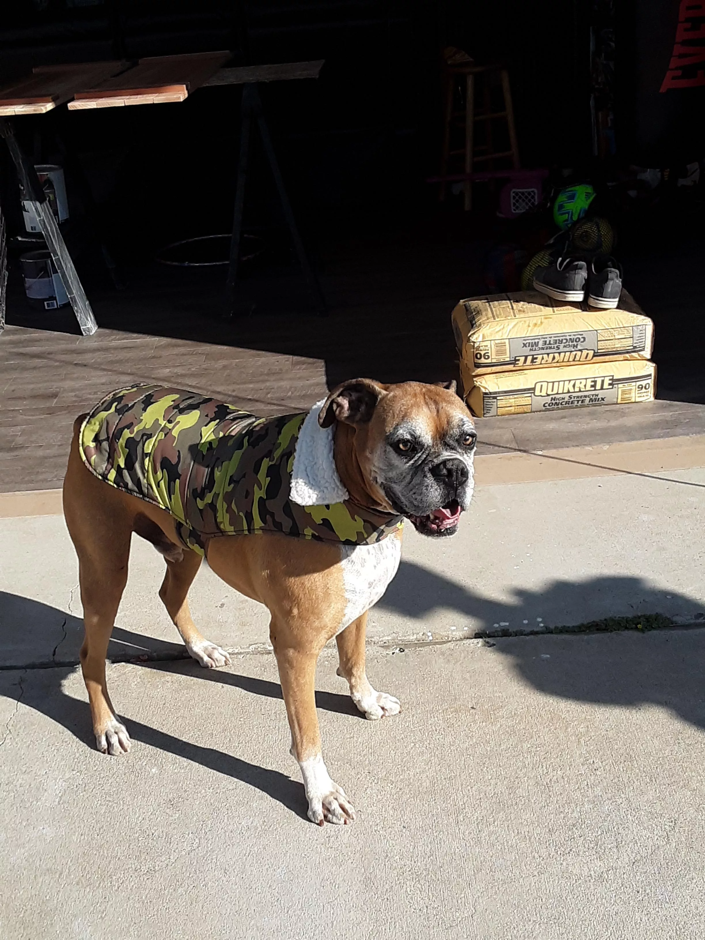 doggo with his new jacket