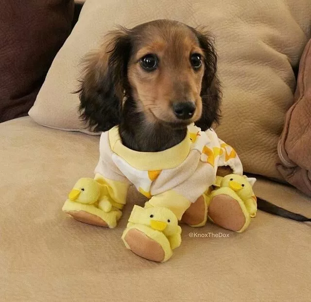 Duck booties.