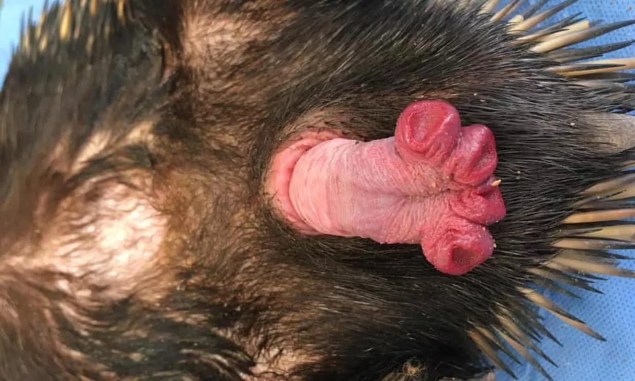 Echidna penis