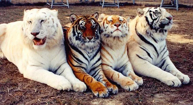 Every tiger colour mutation in one photo