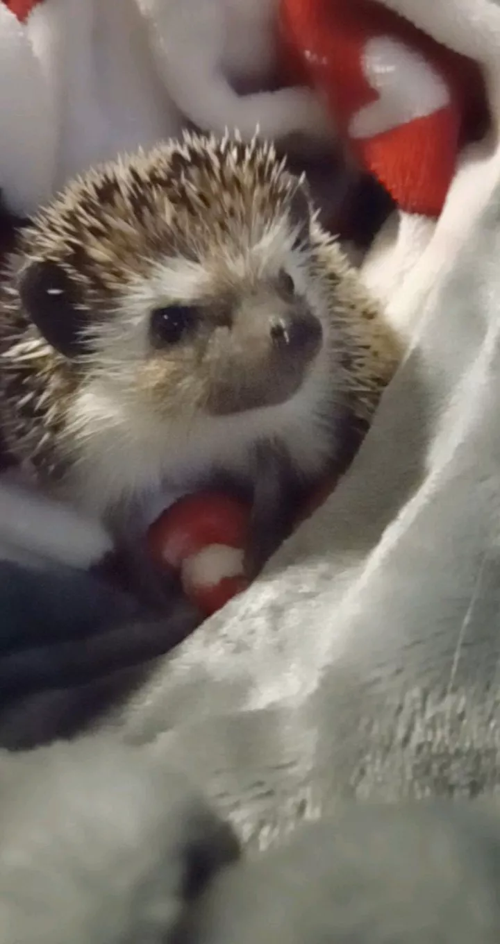 Everybody meet my hedgehog. Her name is pineconeðŸ¥°ðŸ’•