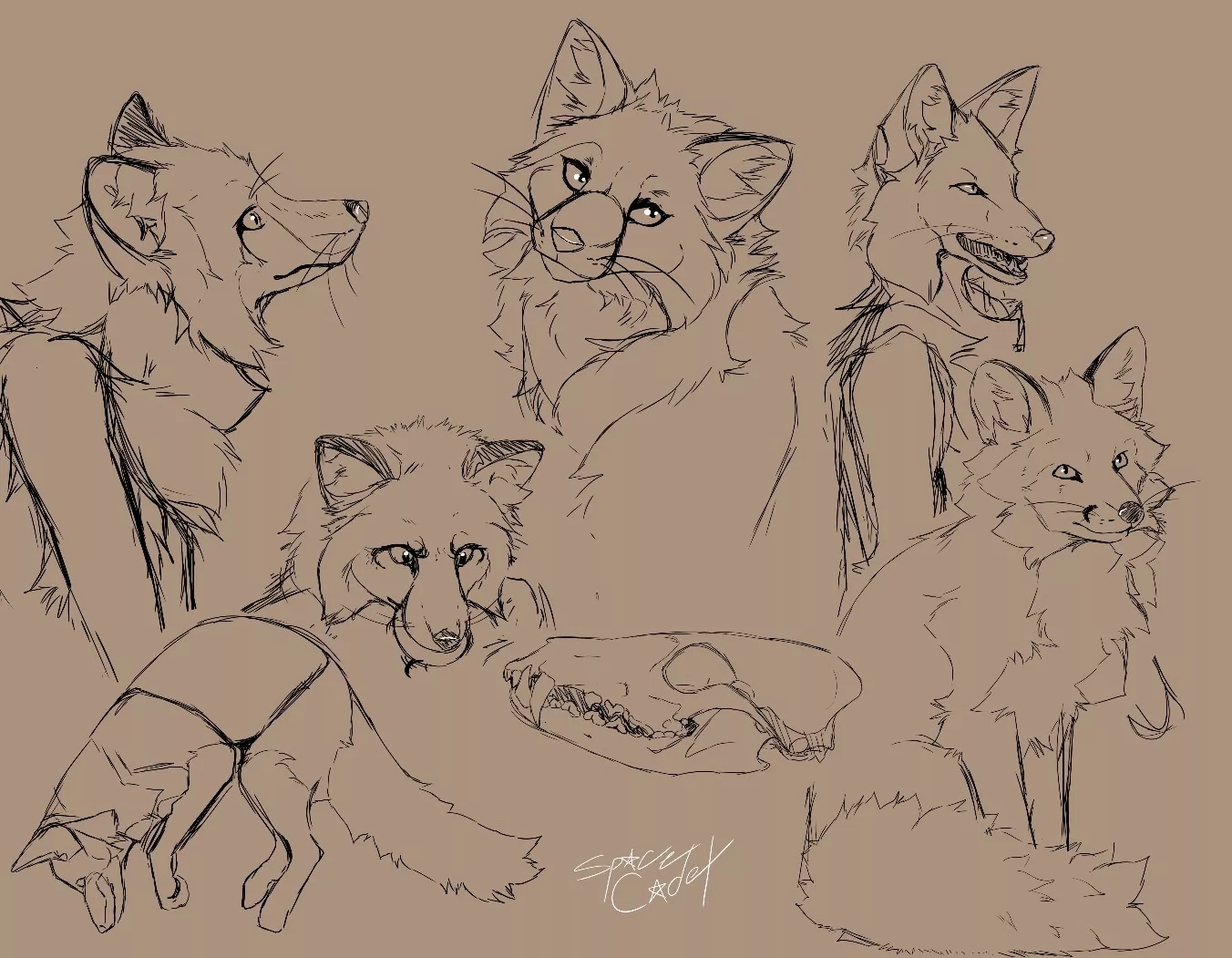 Fox sketch study by me! (@SpaceCadetWah)