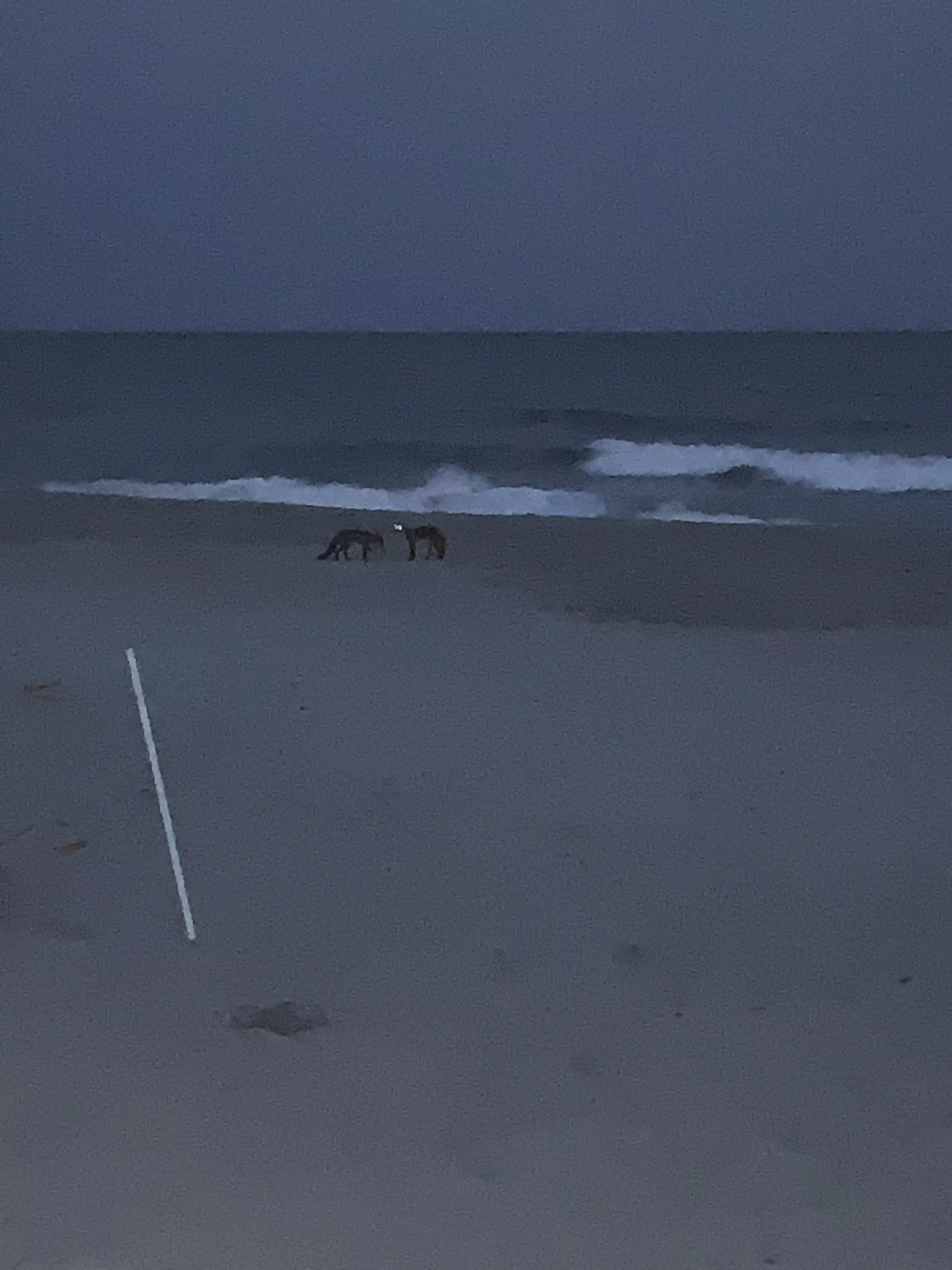 Foxes on the beach lol