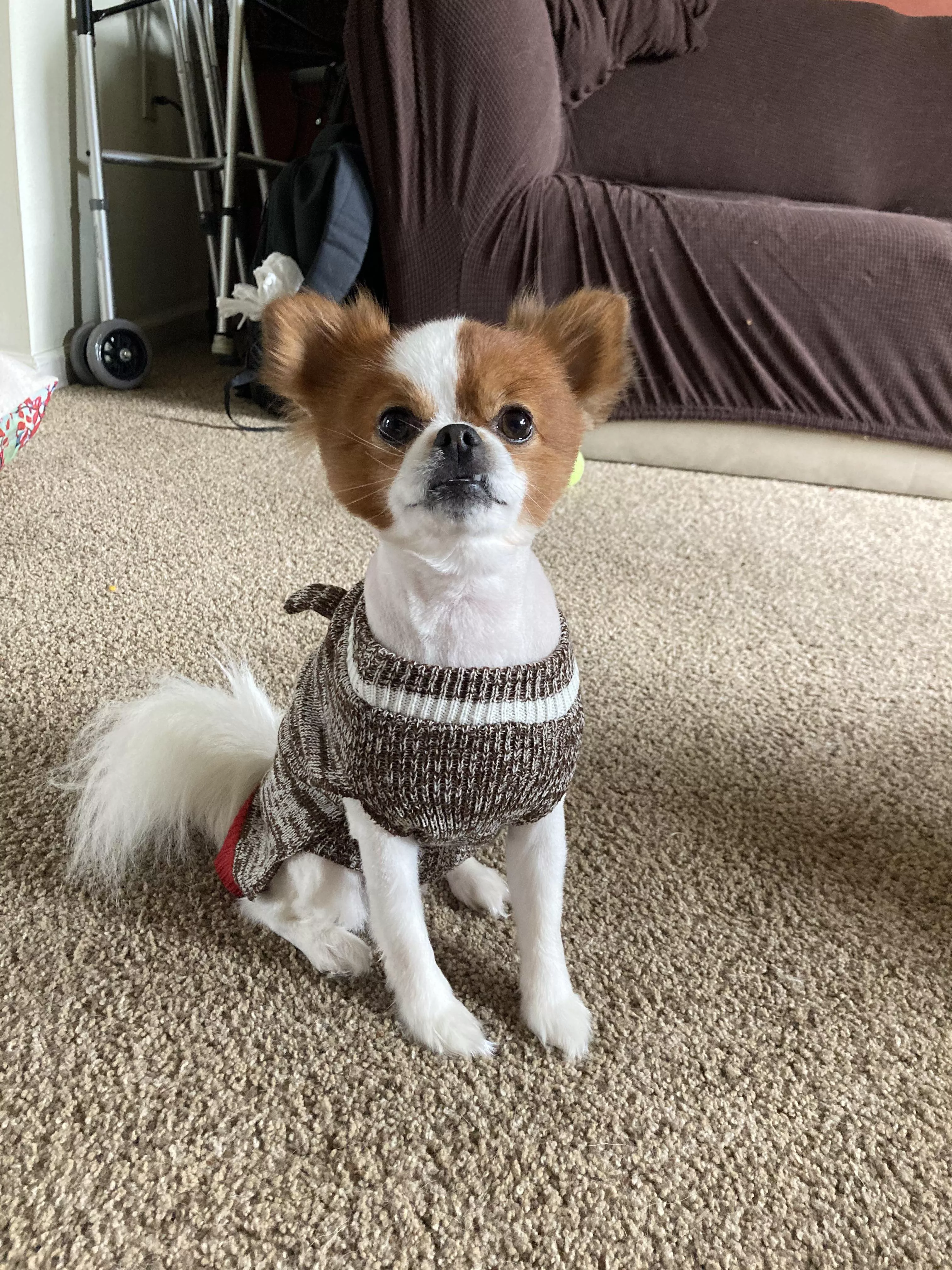 Gizmo sporting his sock monkey sweater.