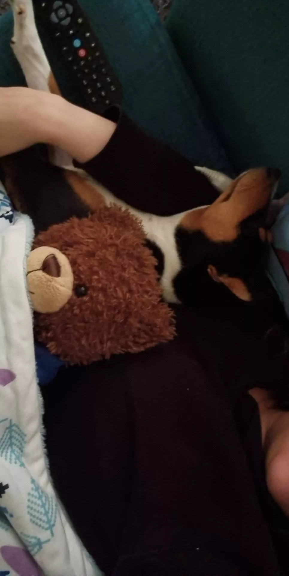 I have tonsillitis and feel awful, but atleast luna (the bear) and Nala are looking after me. I just need to train one of them to fetch my drinks now...