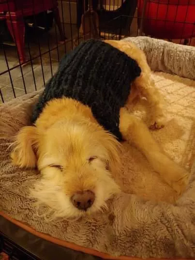 I knit my sweet old boy a sweater. He’s 16 now!