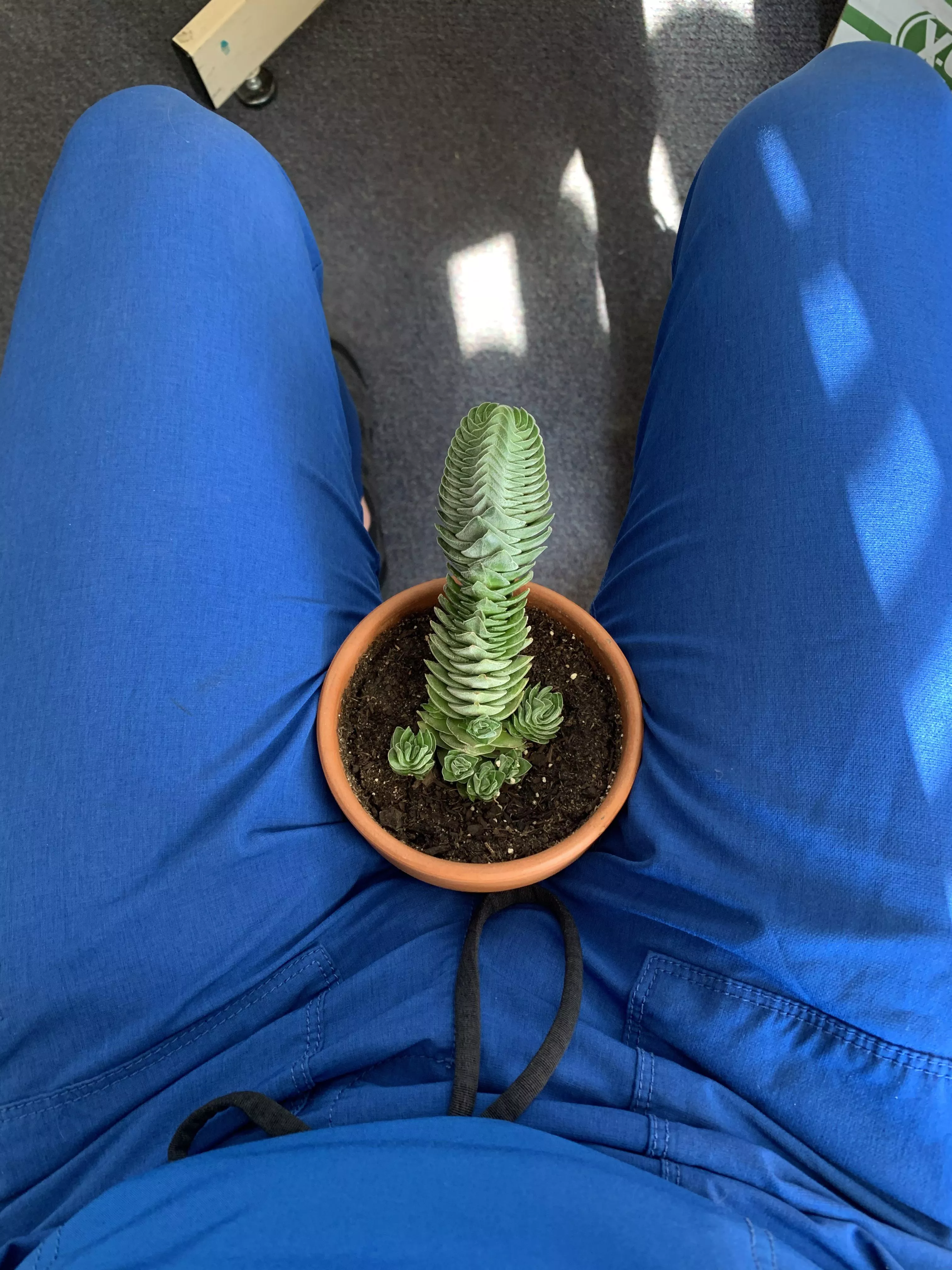 I’ve been getting a lot of comments on my office cactus lately.