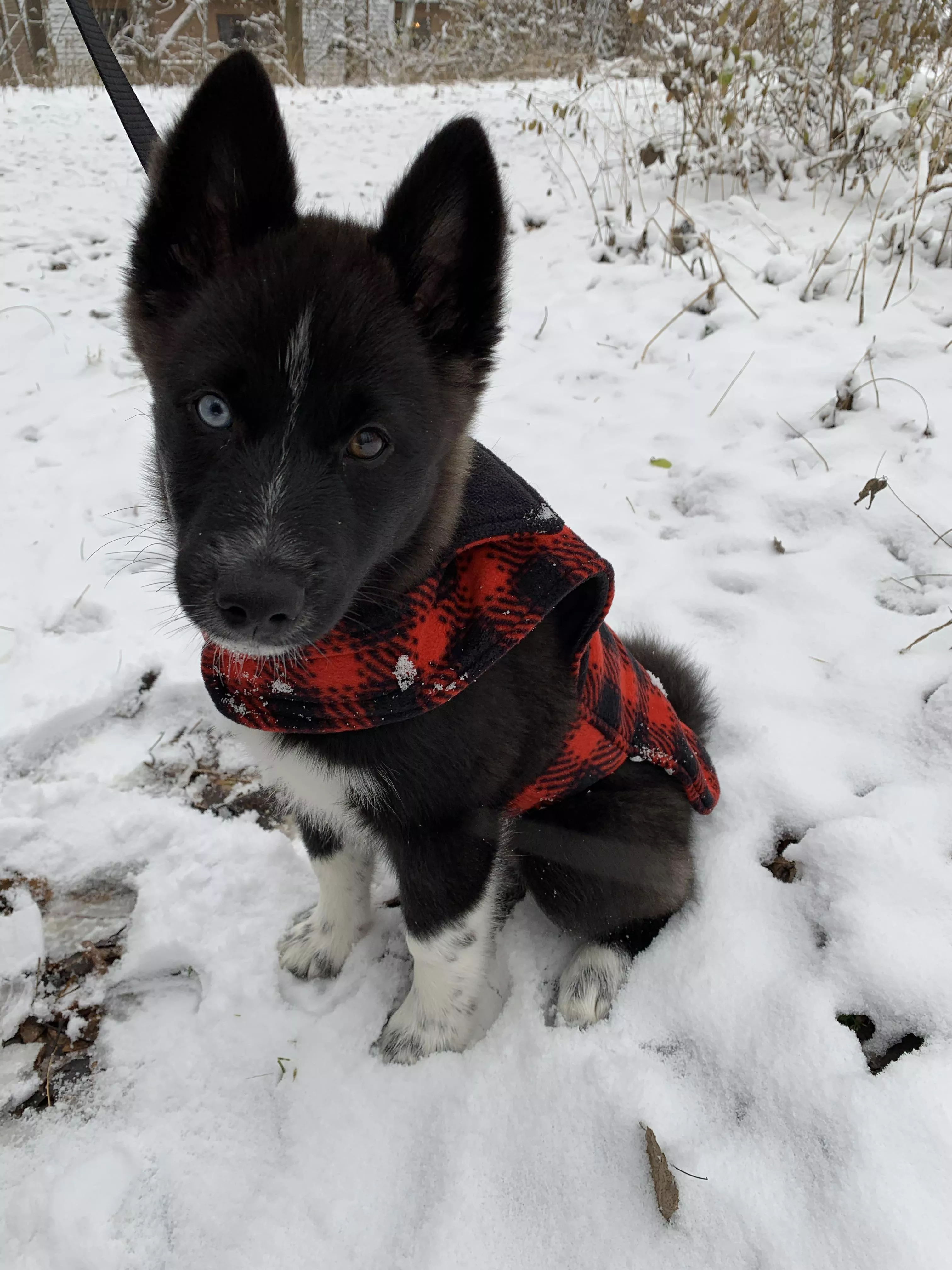 Jasper in his favorite flannel