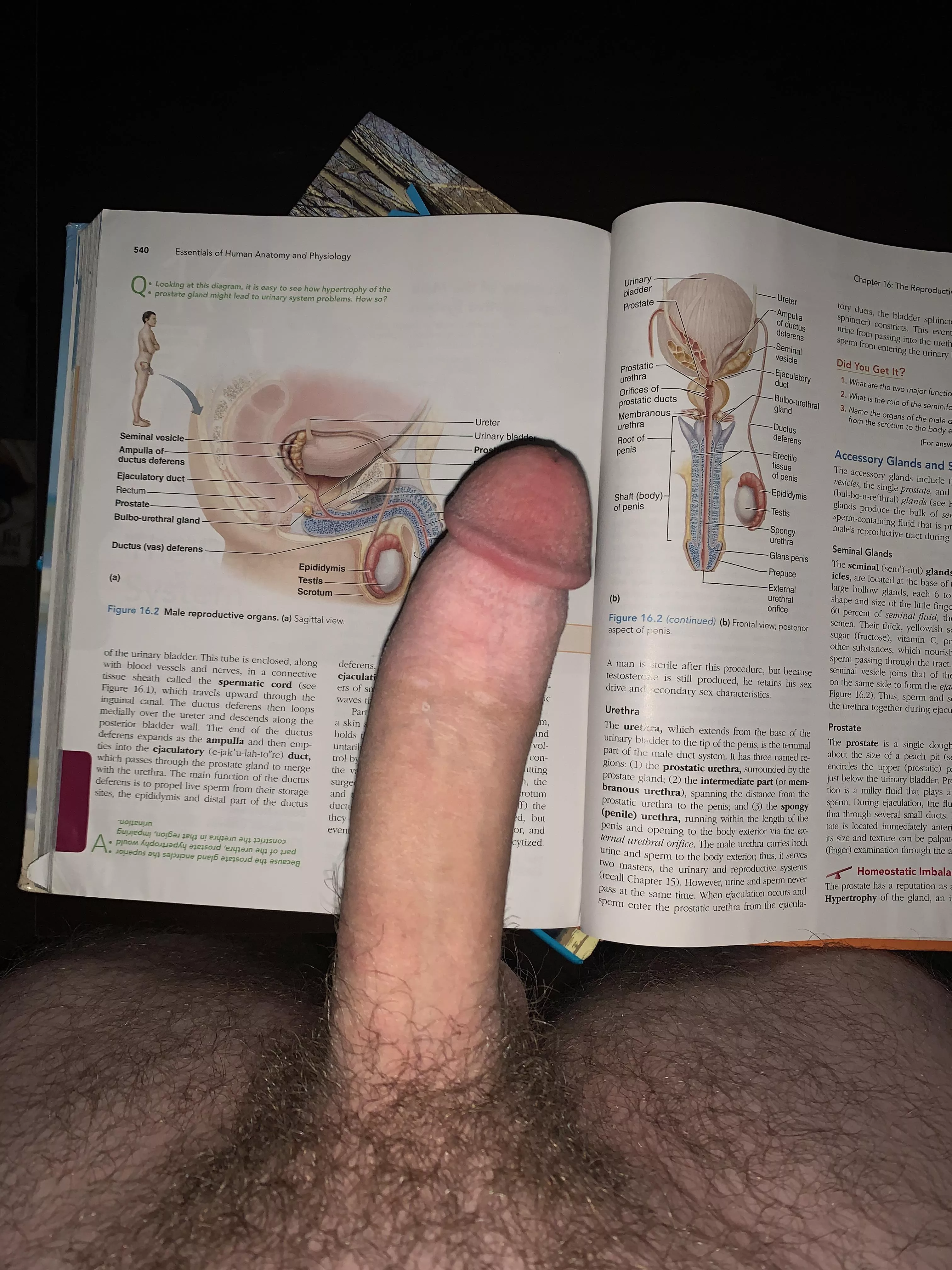 Letâ€™s study anatomy?