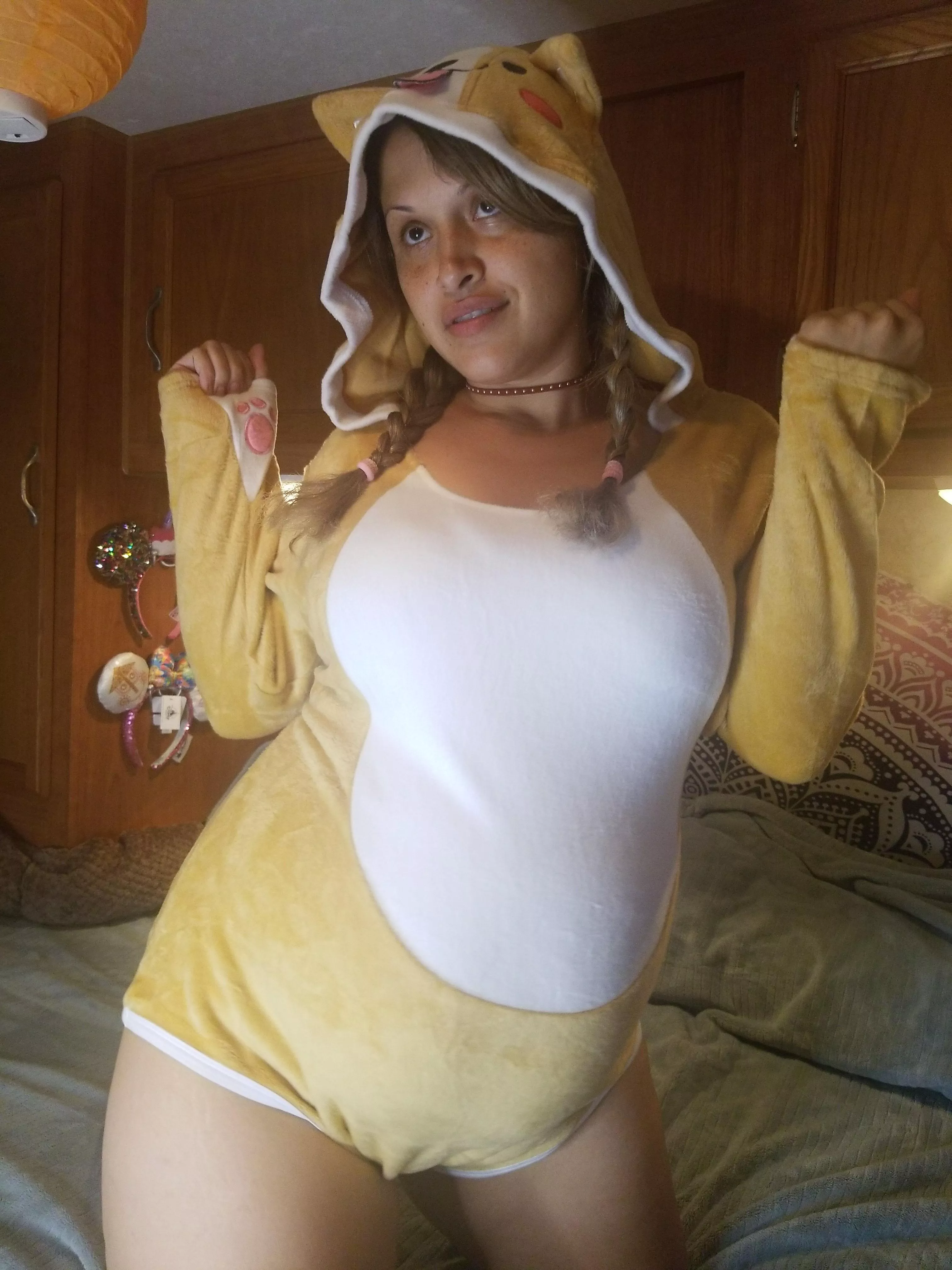 Like my Shiba outfit? Wanna see a little pregnant puppy beg??