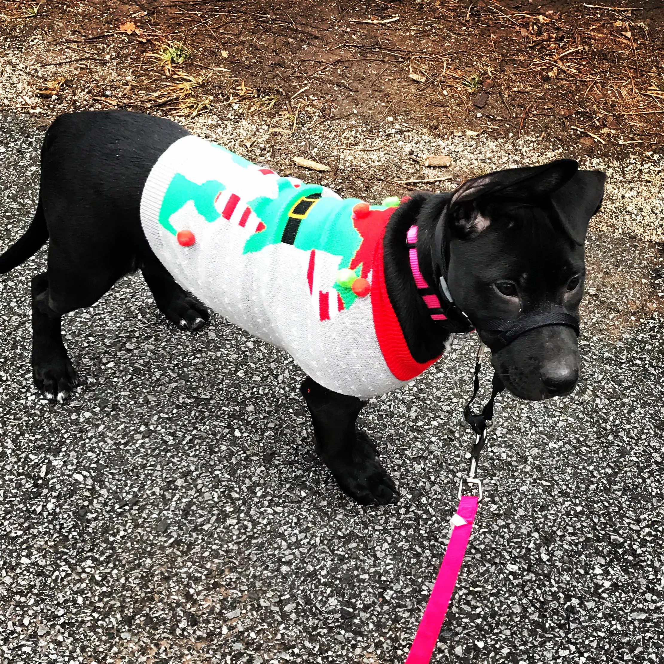 Ma, is it Christmas yet and does this sweater make me look fat?