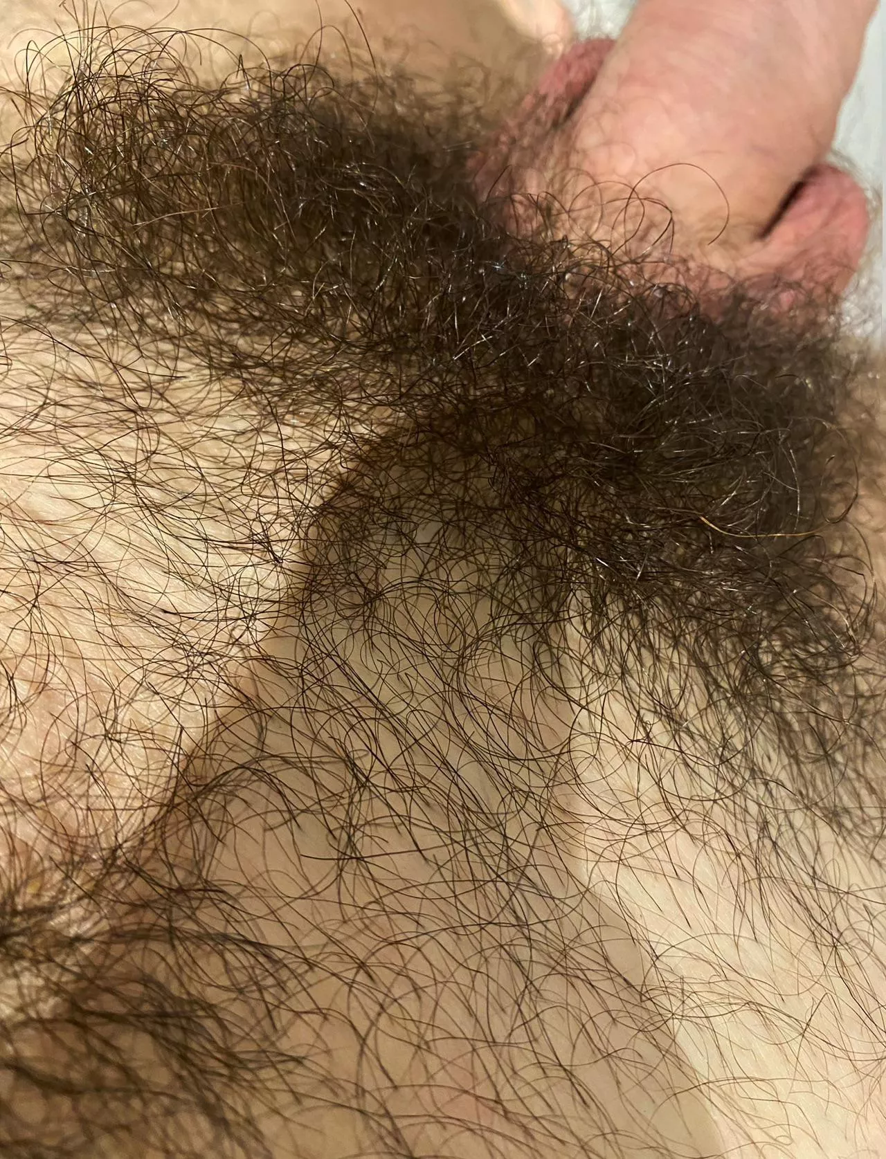 My cock bush. Come and take a sniff