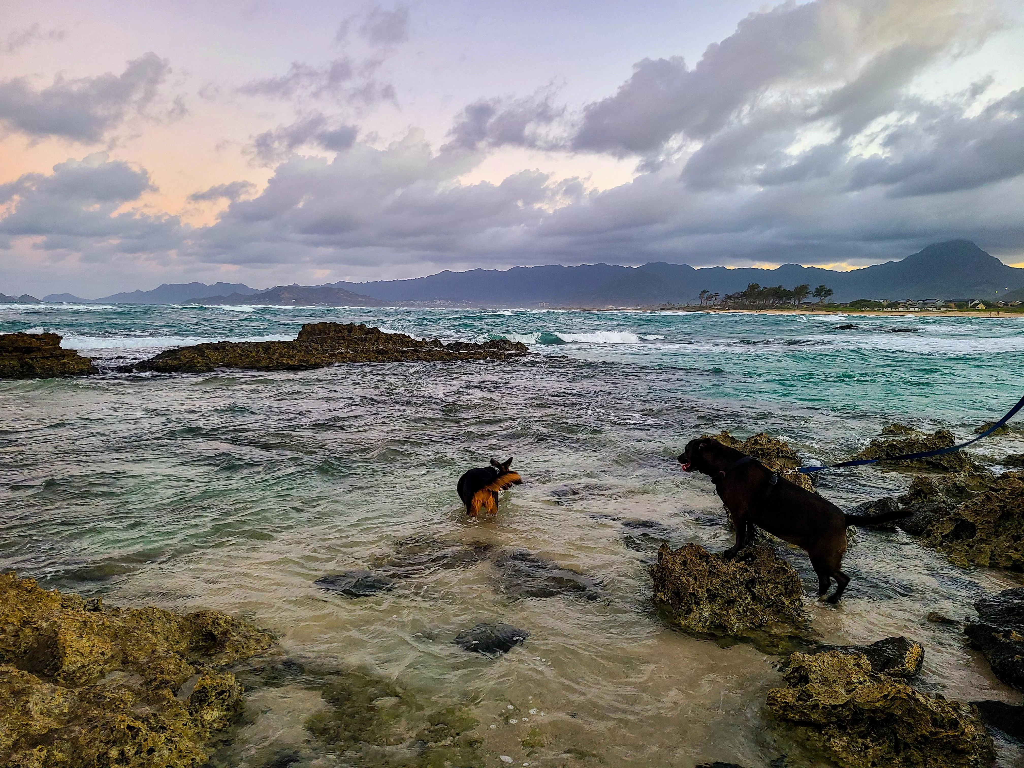 My dogs are obsessed with the beach. They go everyday.