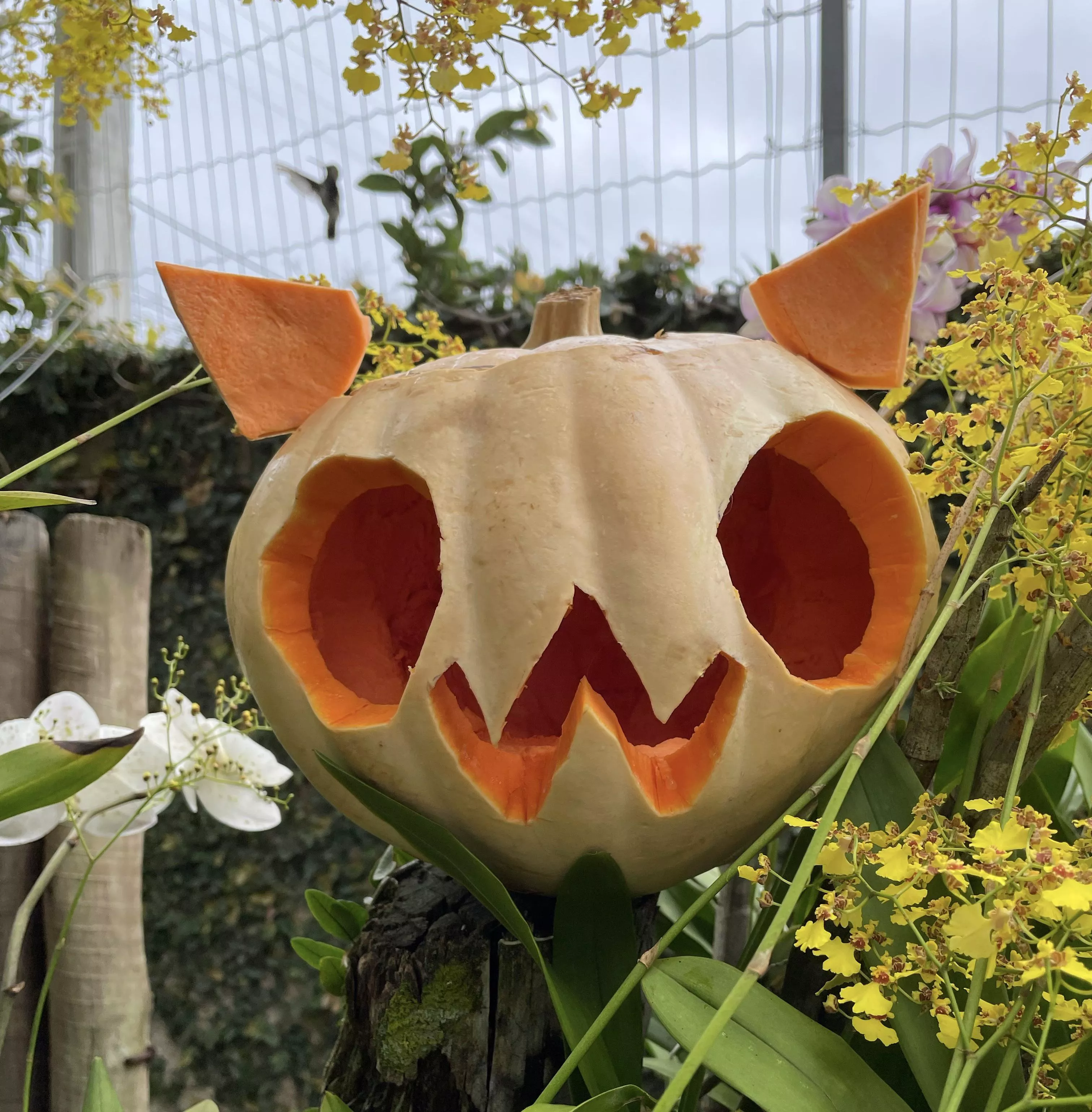 OwO pumpkin