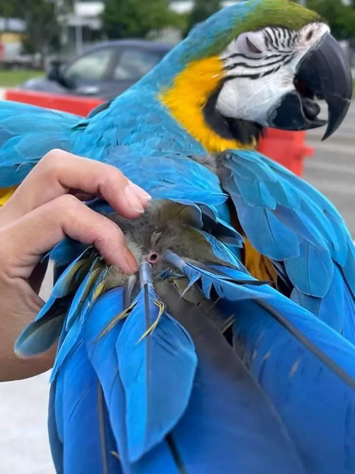 Parrot lost its largest tail feather and left a big old gaper