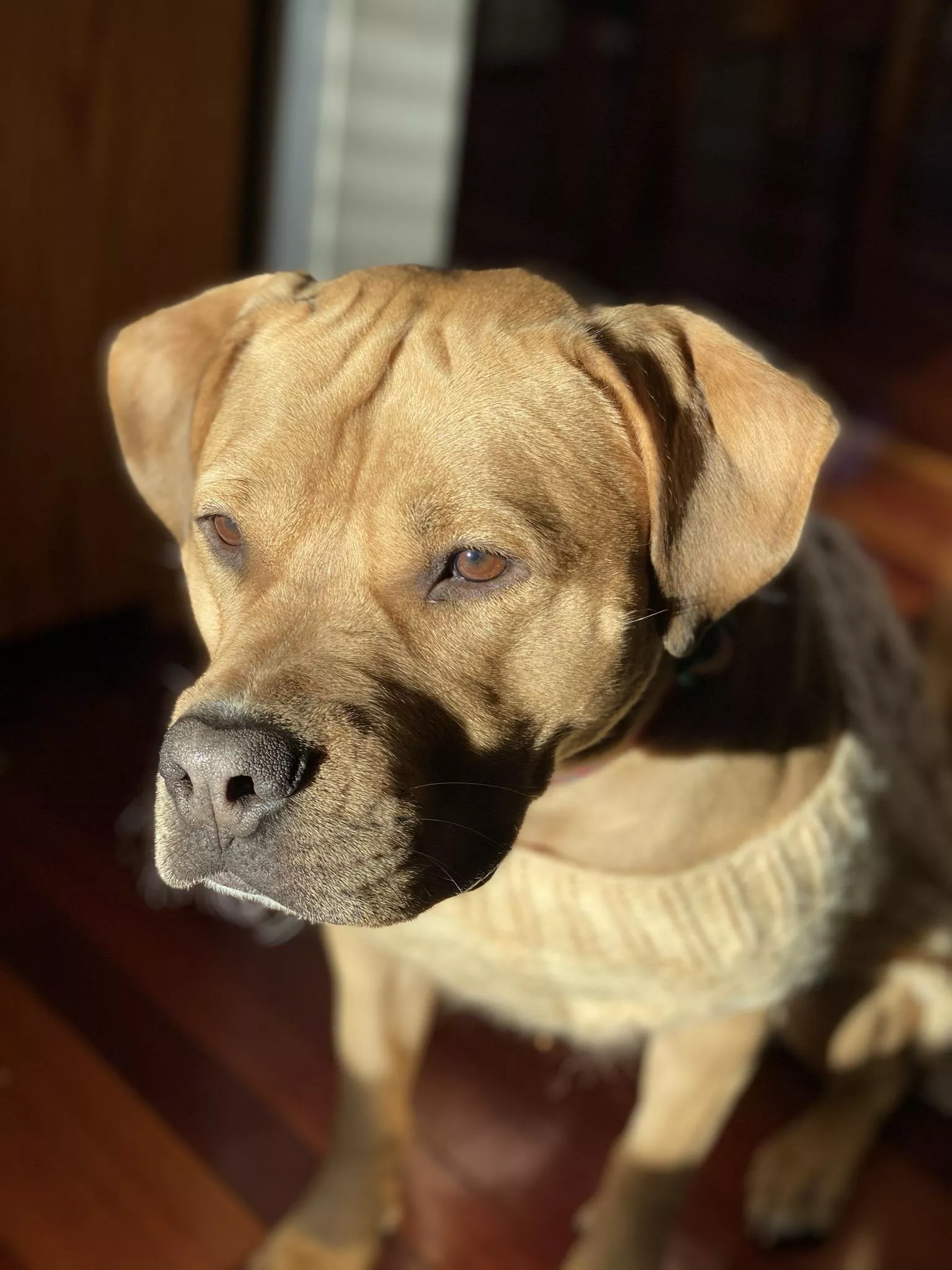 Pup in her granny sweater