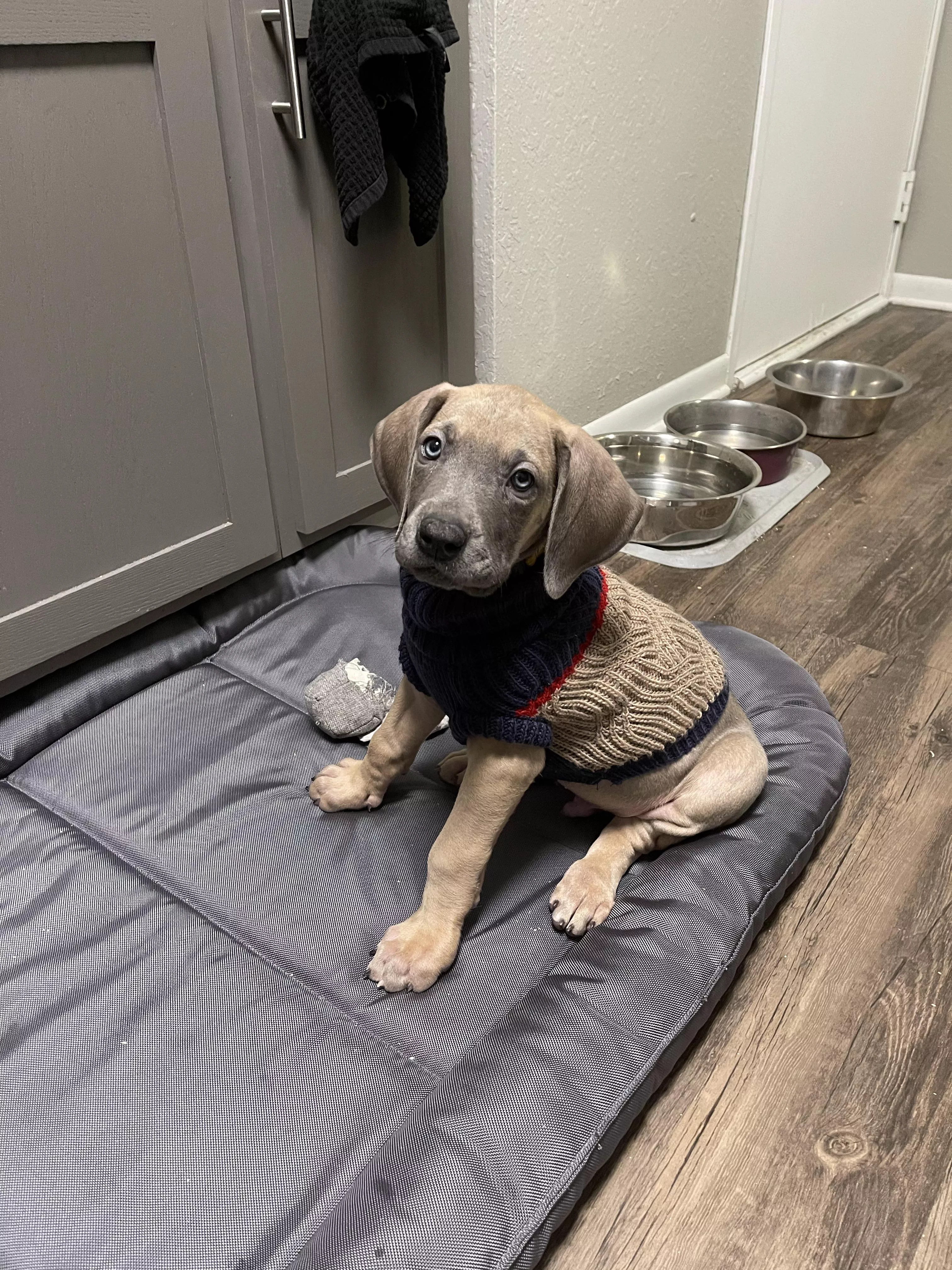 Reggie loves his new sweater.